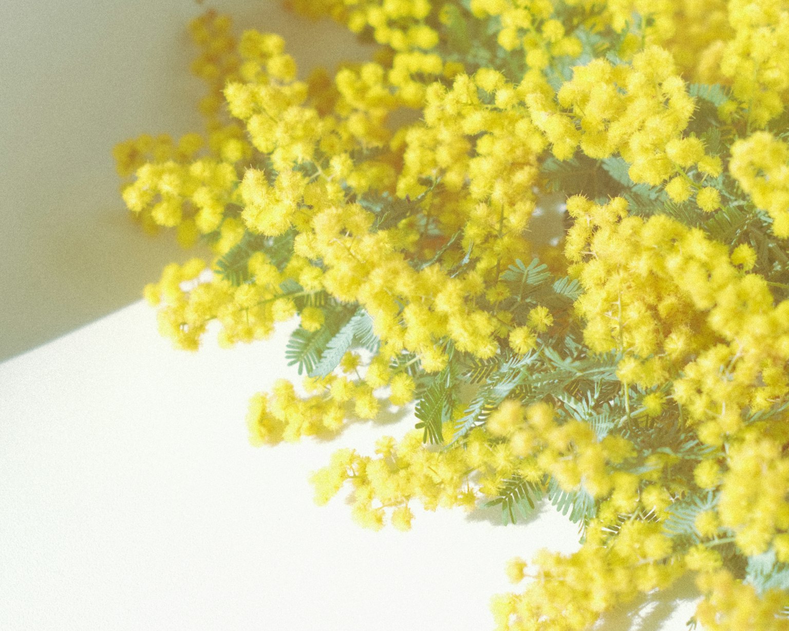 Un ramo de flores de mimosa amarillas sobre un fondo blanco