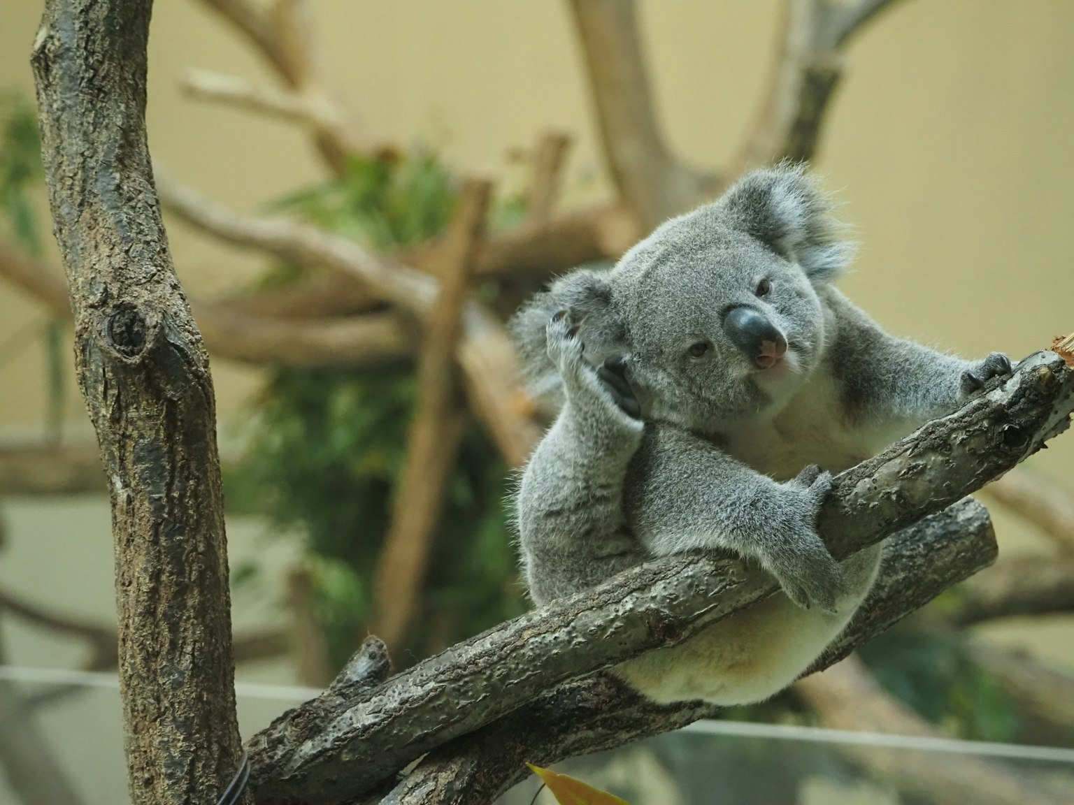A koala resting on a tree branch