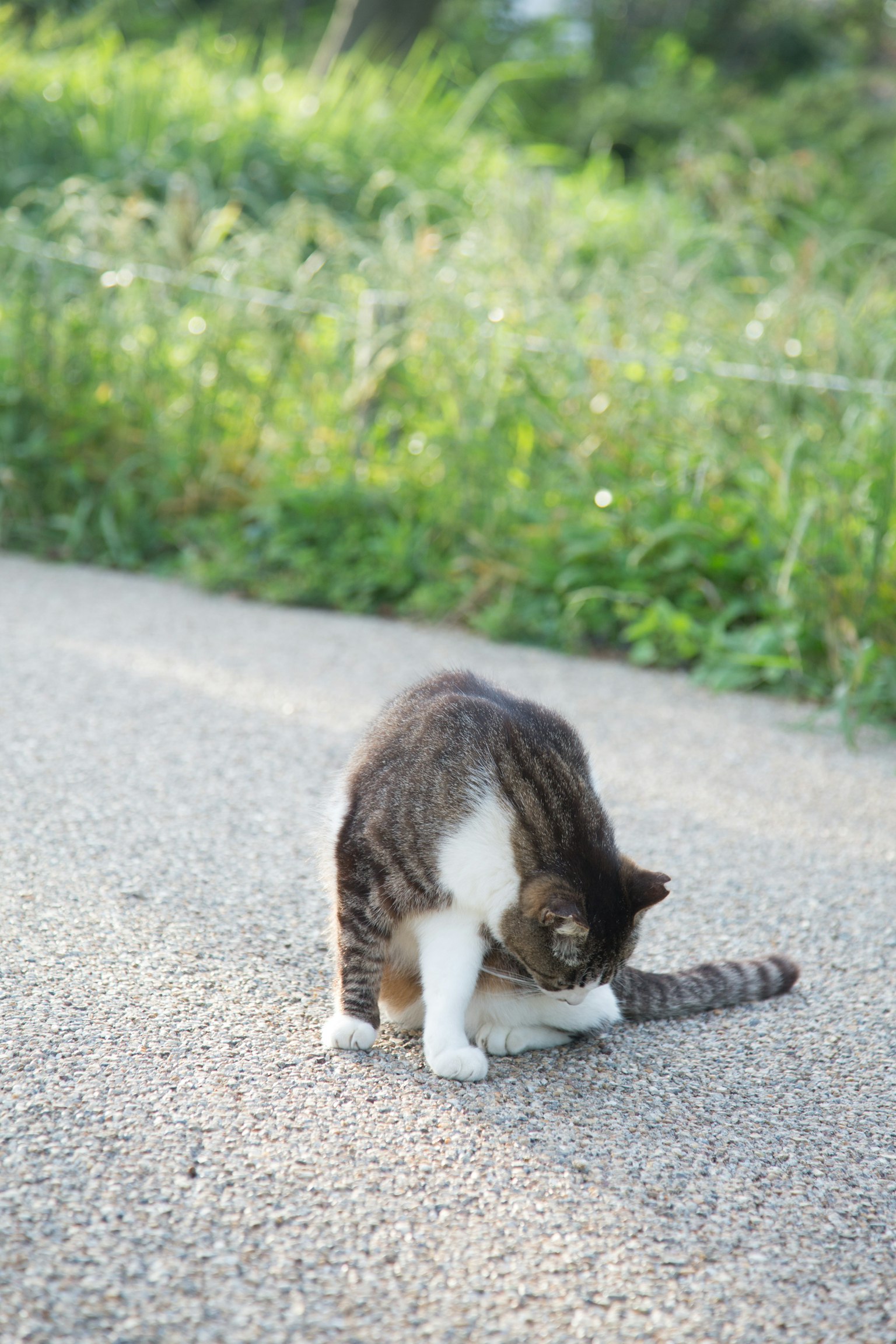 Kucing yang sedang merawat diri di jalan berbatu