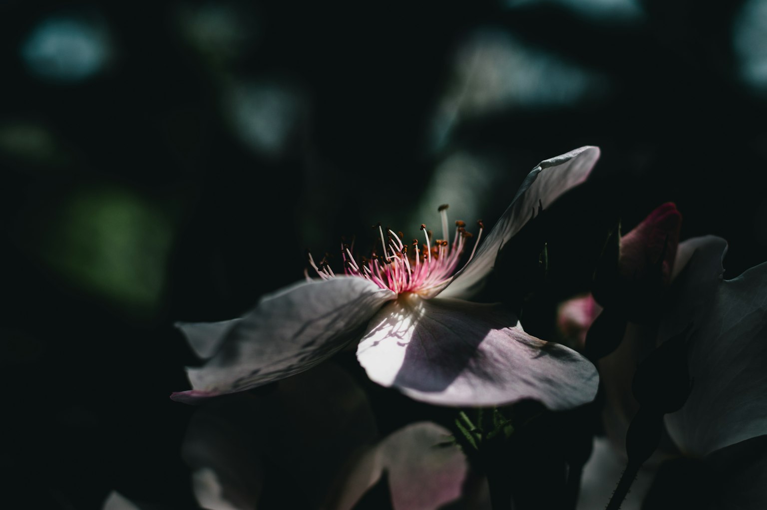 Nahaufnahme einer blasslila Blume vor dunklem Hintergrund