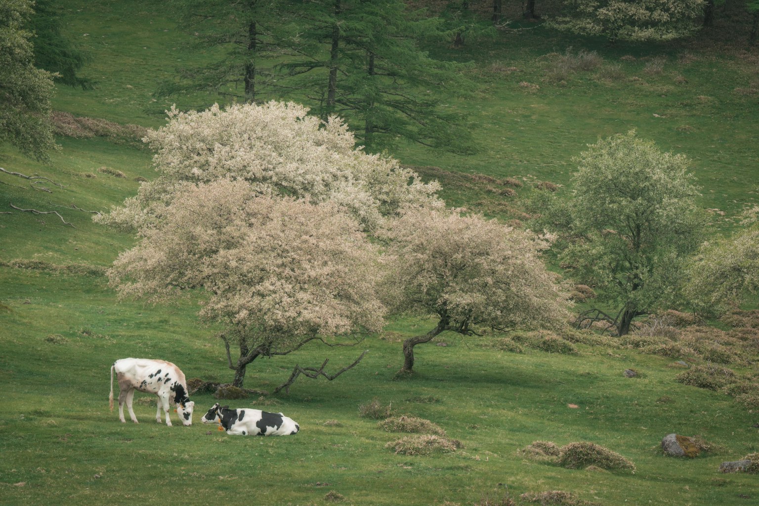 Kühe grasen in einer üppigen grünen Wiese mit blühenden Bäumen