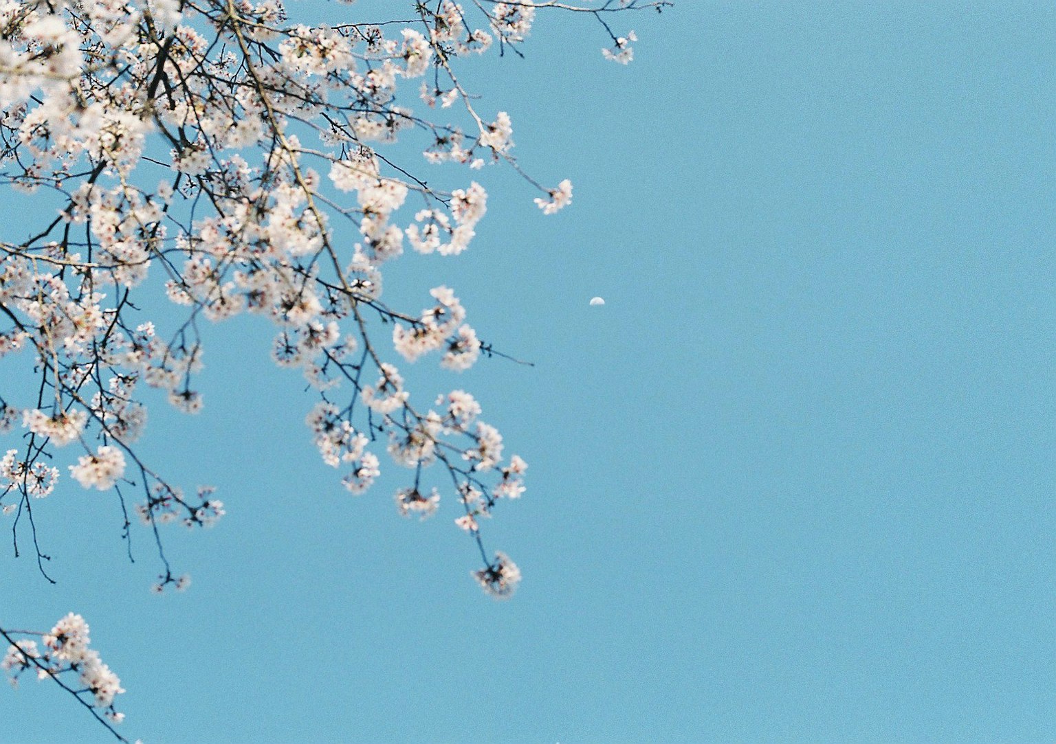 Branches de cerisier en fleurs sur fond de ciel bleu
