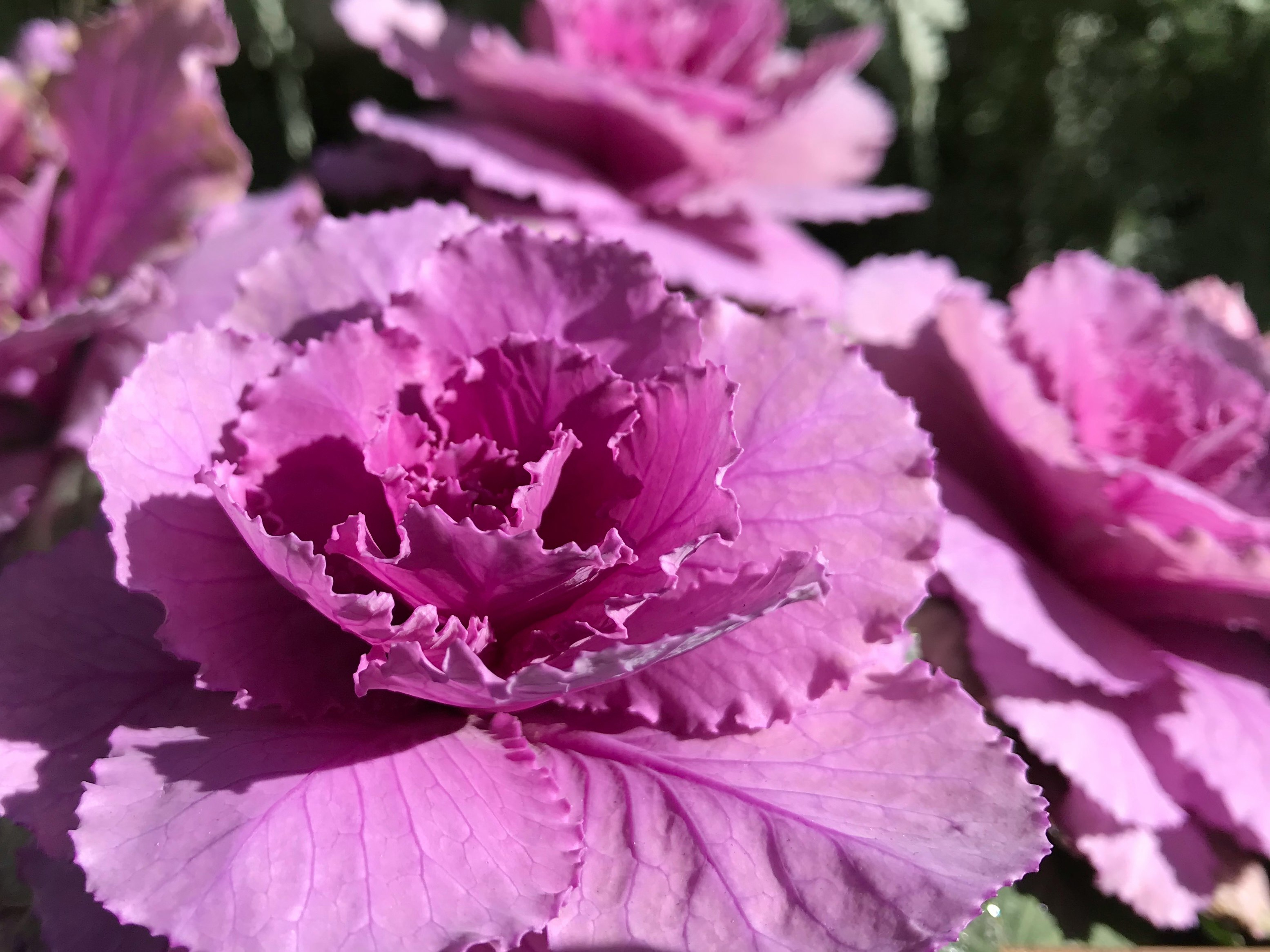 紫のカーネーションの花びらが重なるクローズアップ