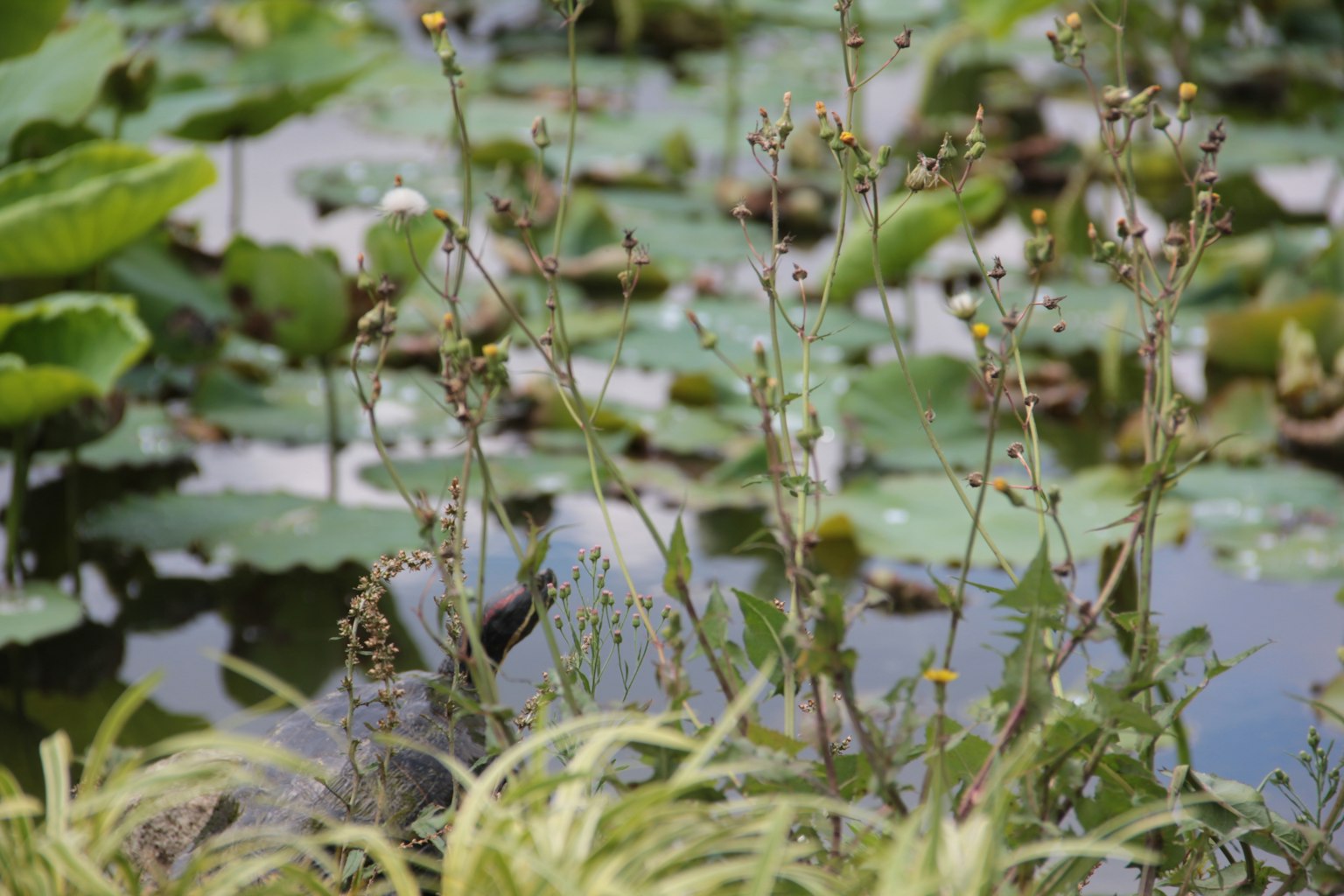 Group of slender-stemmed plants in a pond with water lilies in the background