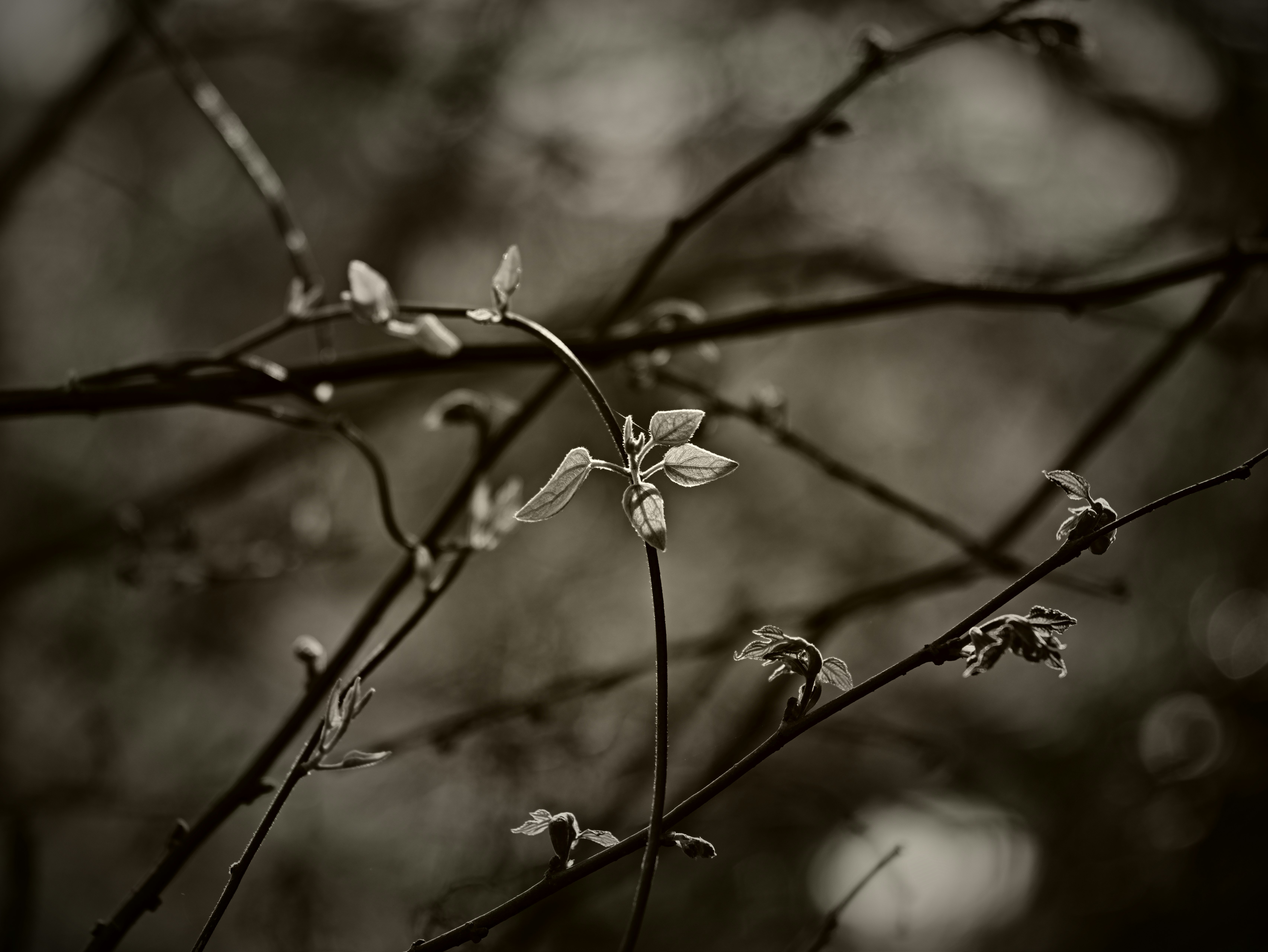 枝に咲く小さな花とつぼみのある自然の風景