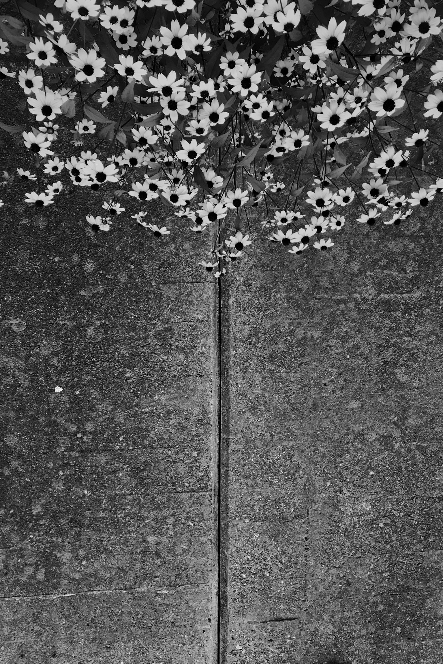 Bild mit weißen Blumen auf schwarzem Hintergrund