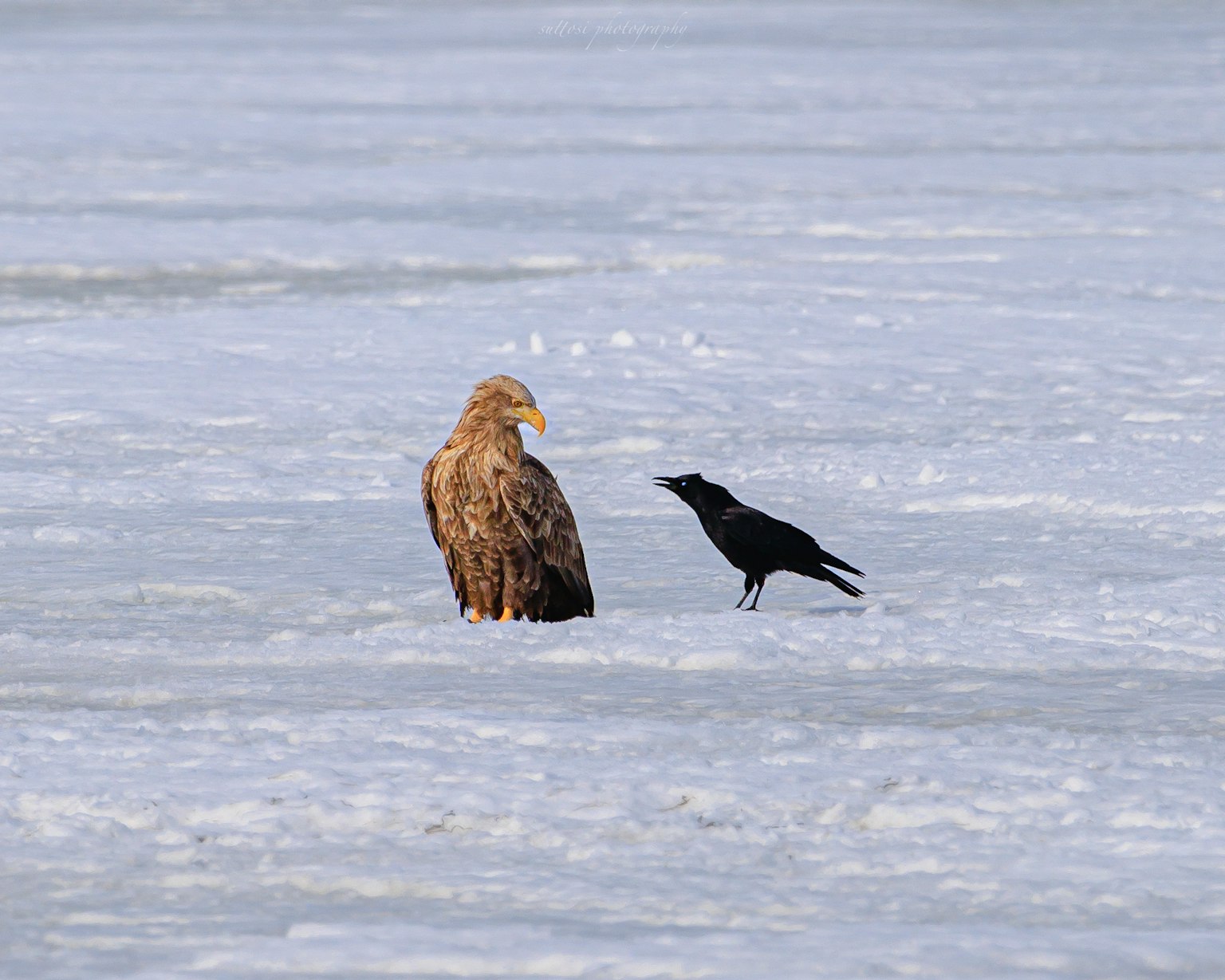Aquila in piedi sul ghiaccio con un corvo nelle vicinanze
