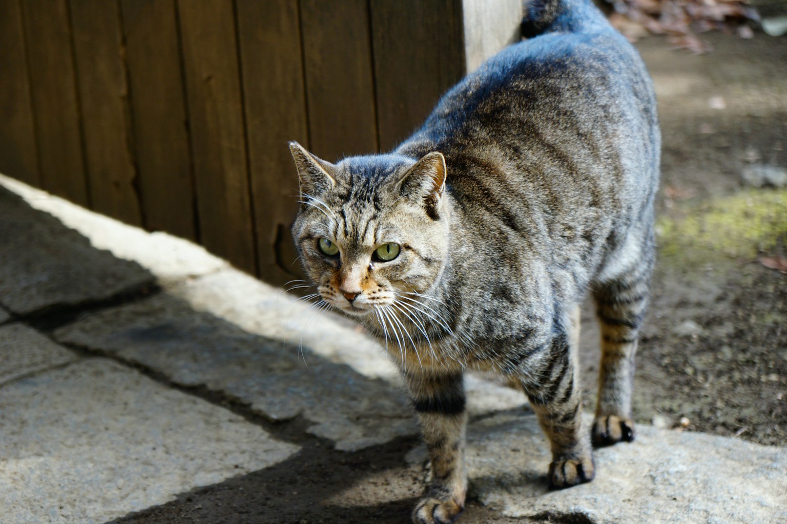Seekor kucing berjalan dengan bulu bergaris dan mata hijau