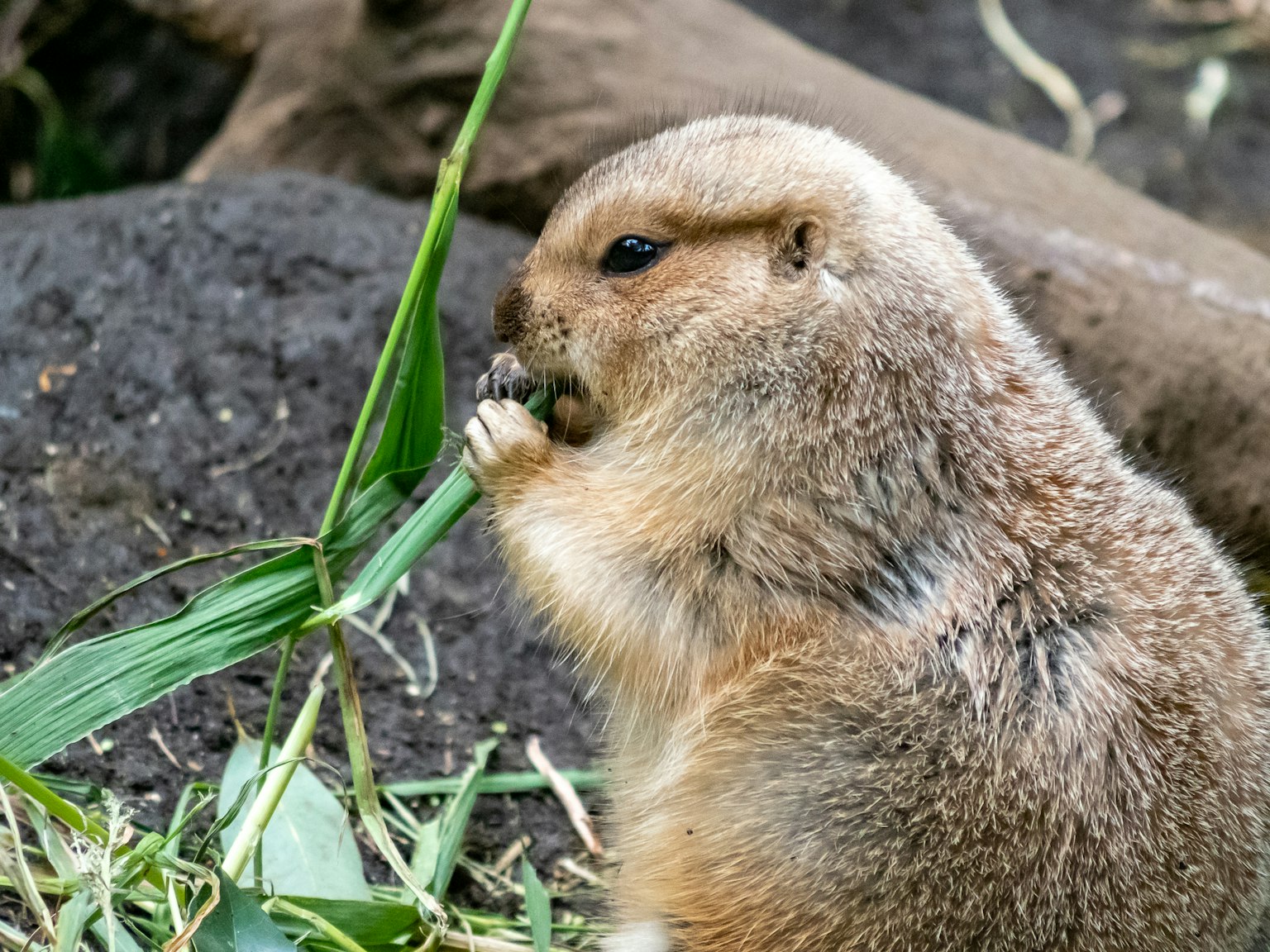 Nahaufnahme eines Präriehundes, der Gras frisst