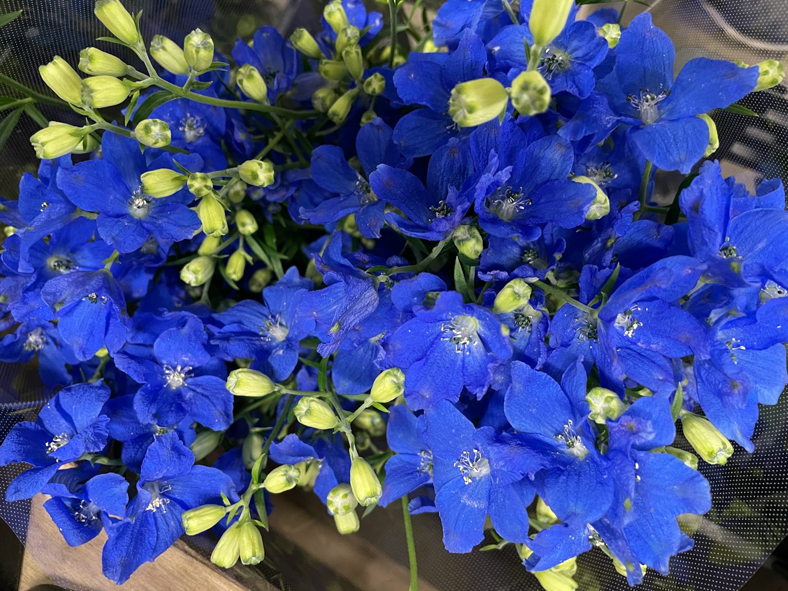 Bouquet di delphinium blu vivace con gemme