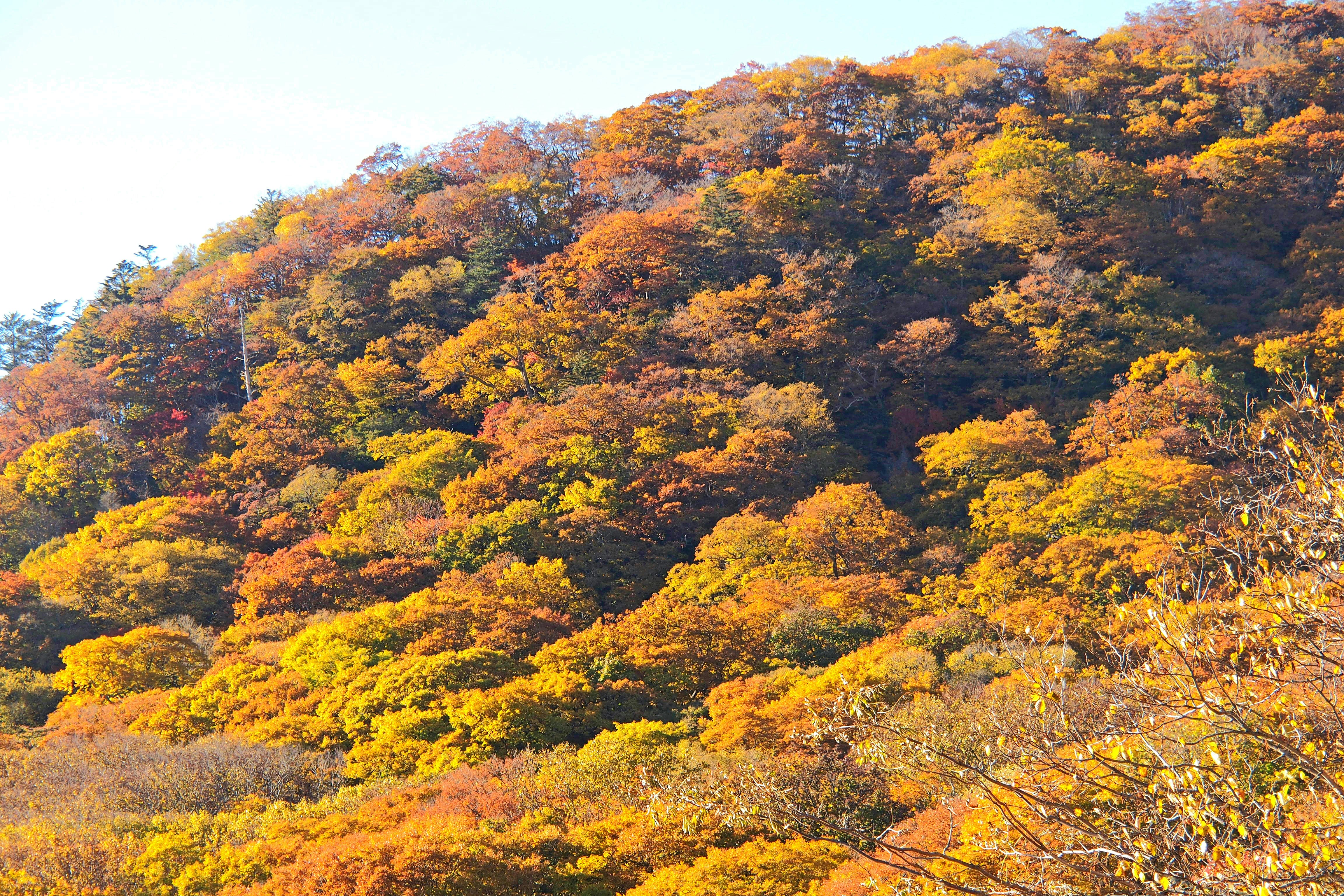 色づく山の森の紅葉の斜面
