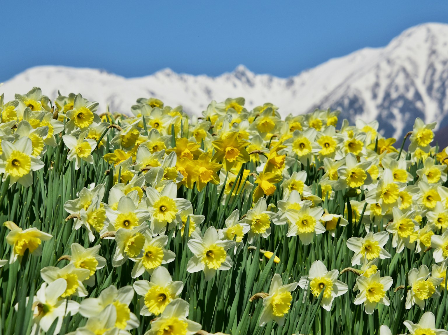 Feld von gelben und weißen Narzissen mit schneebedeckten Bergen im Hintergrund