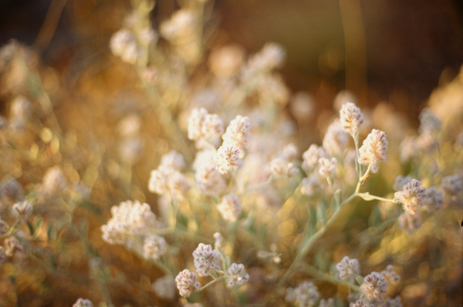 柔らかい色合いの花が咲く草原のクローズアップ