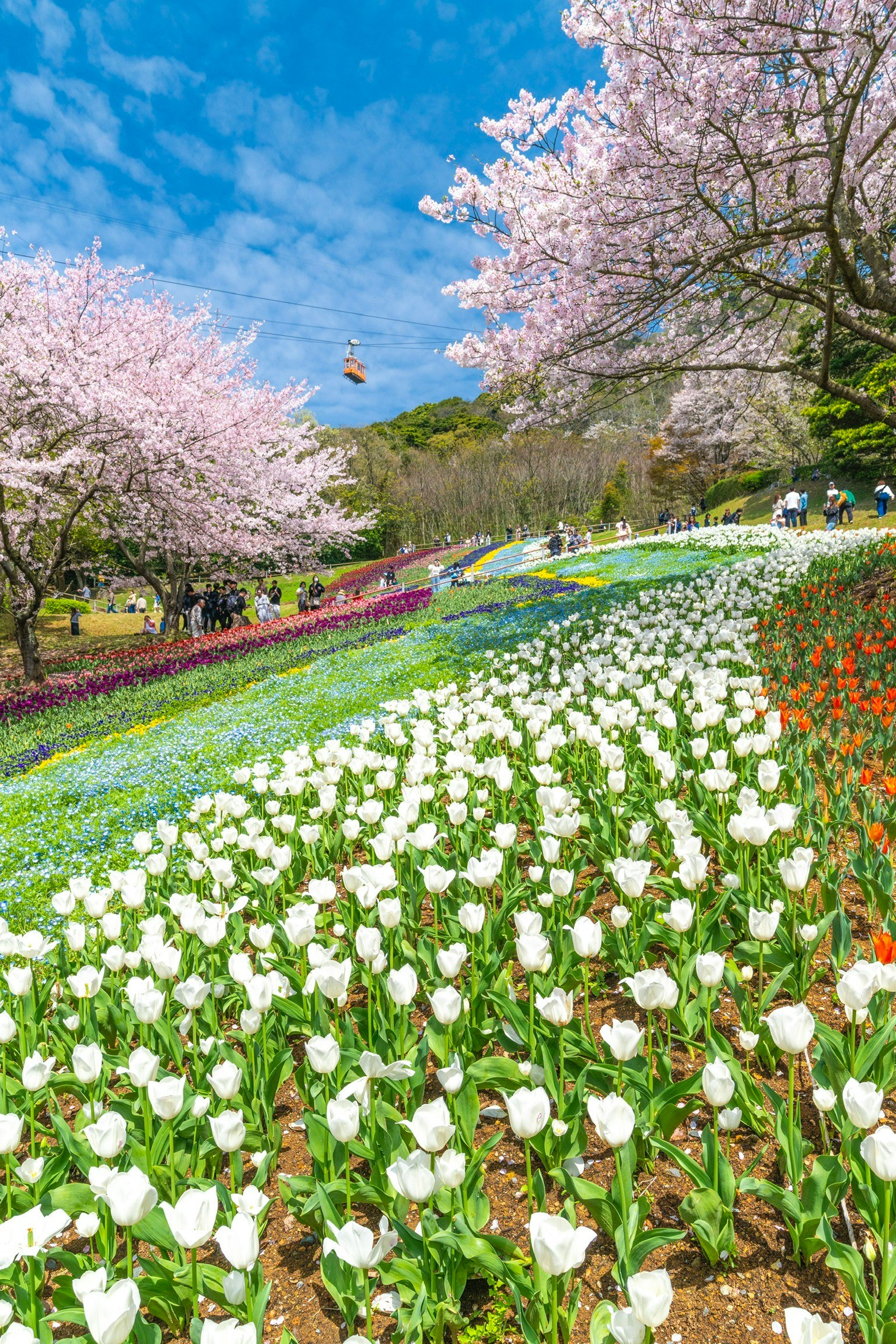 ทิวทัศน์ของทิวลิปสีขาวที่กำลังบานและต้นซากุระในสวน