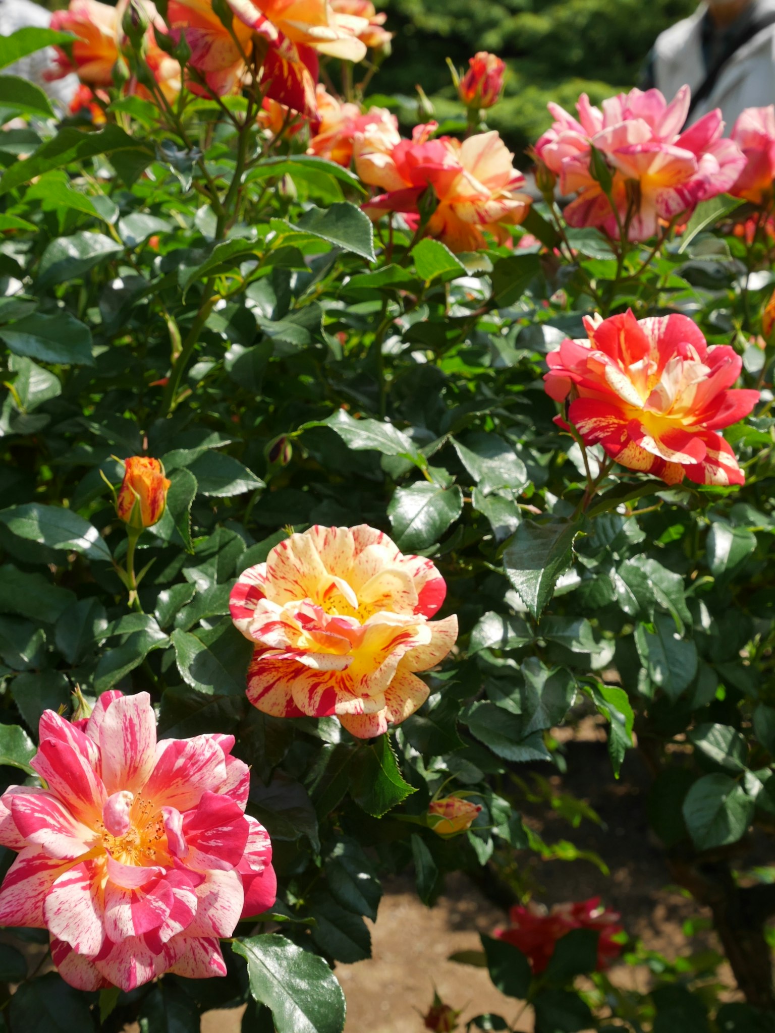 Rose colorate in fiore in un fogliame verde lussureggiante