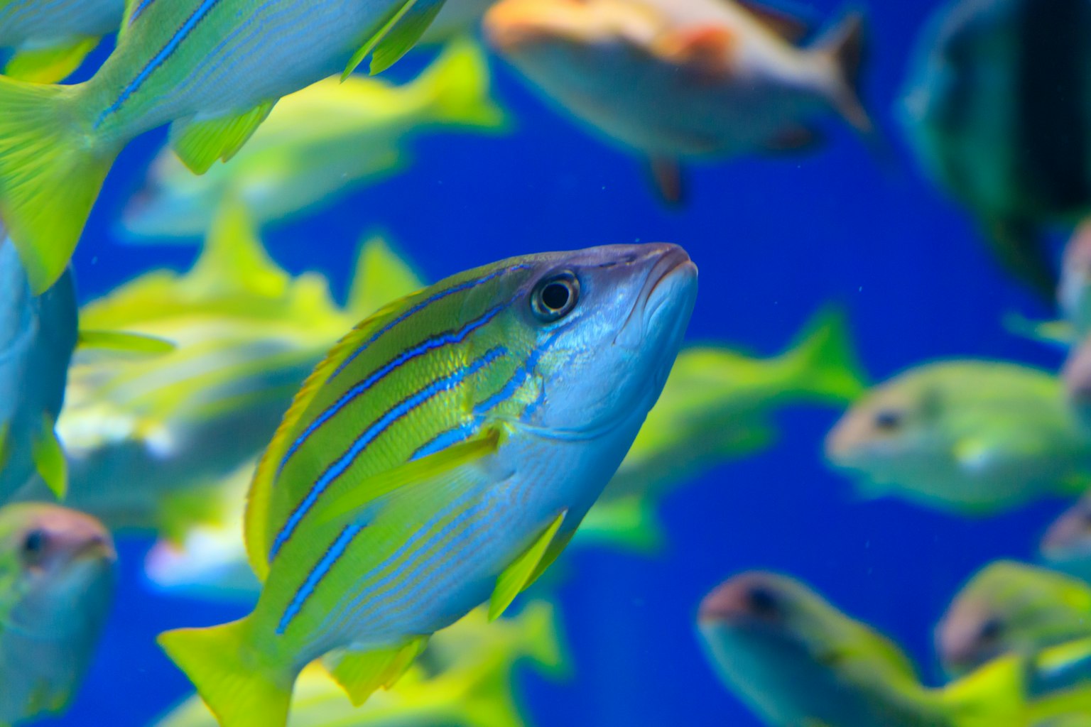 Fond bleu avec des poissons rayés jaunes nageant