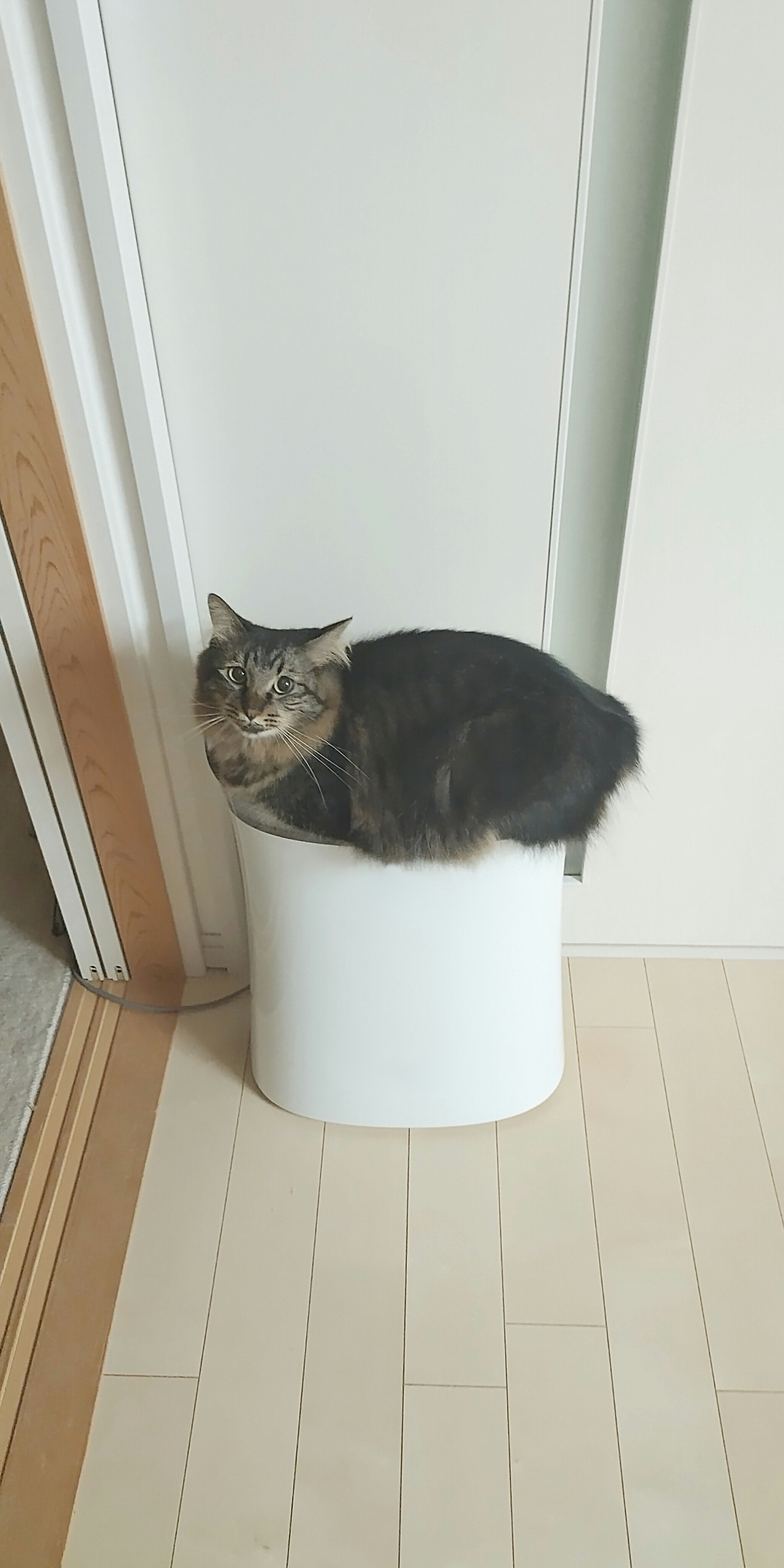 猫が室内の空気清浄機のような円筒形ボックスに入っている