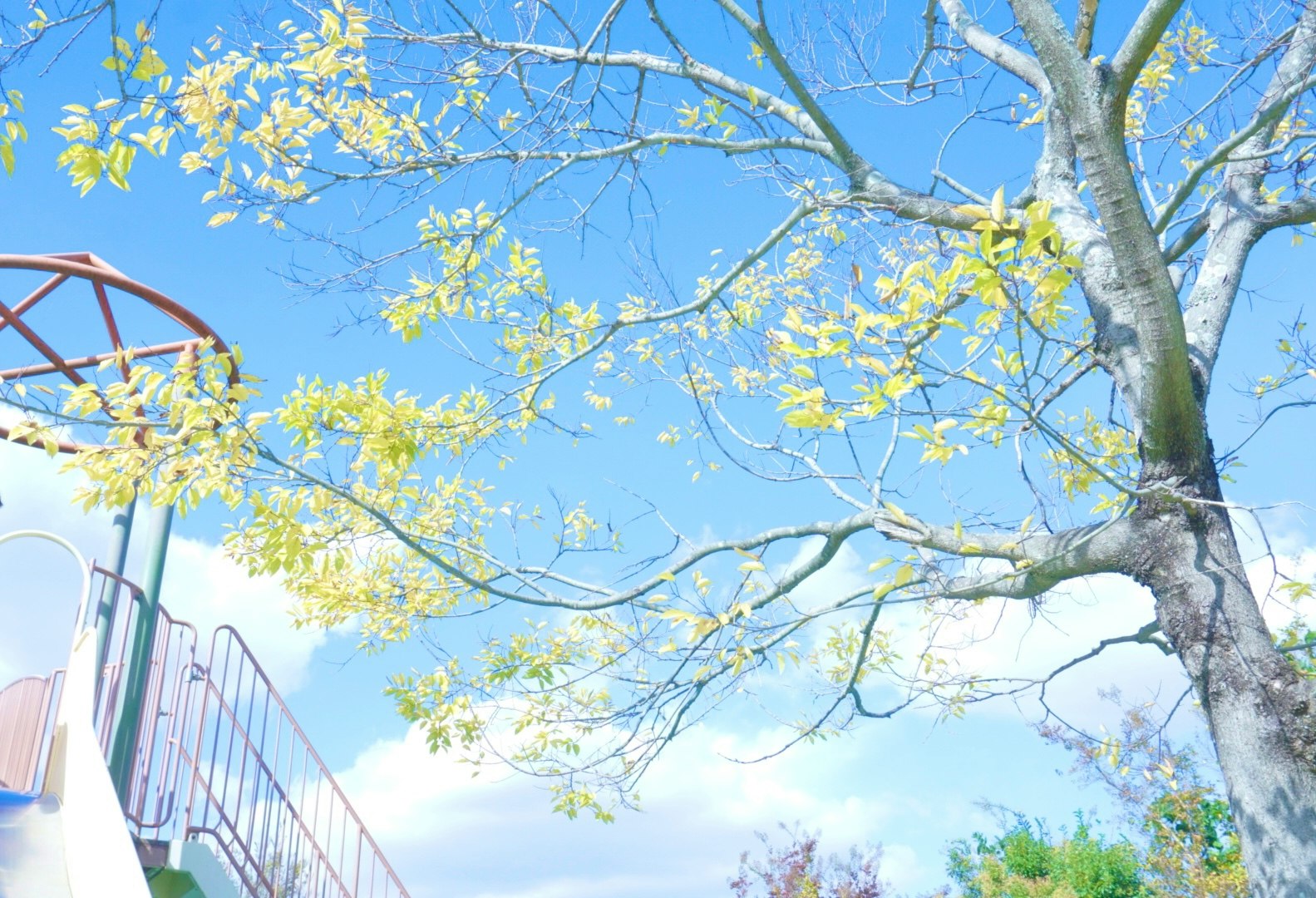 青空を見上げる公園の桜の枝と木