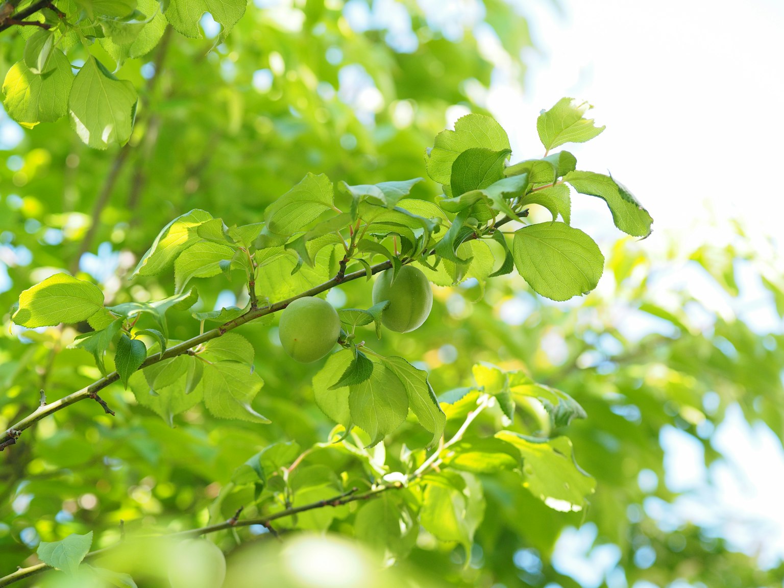 Kedekatan cabang dengan daun hijau dan buah