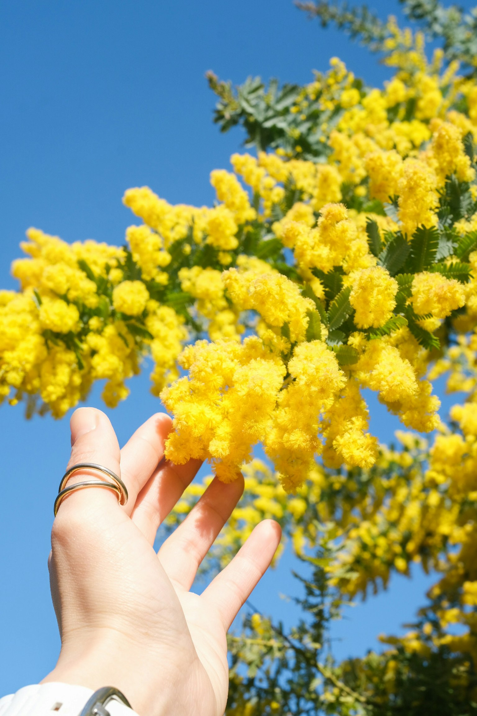 Una mano che raggiunge fiori gialli brillanti contro un cielo blu