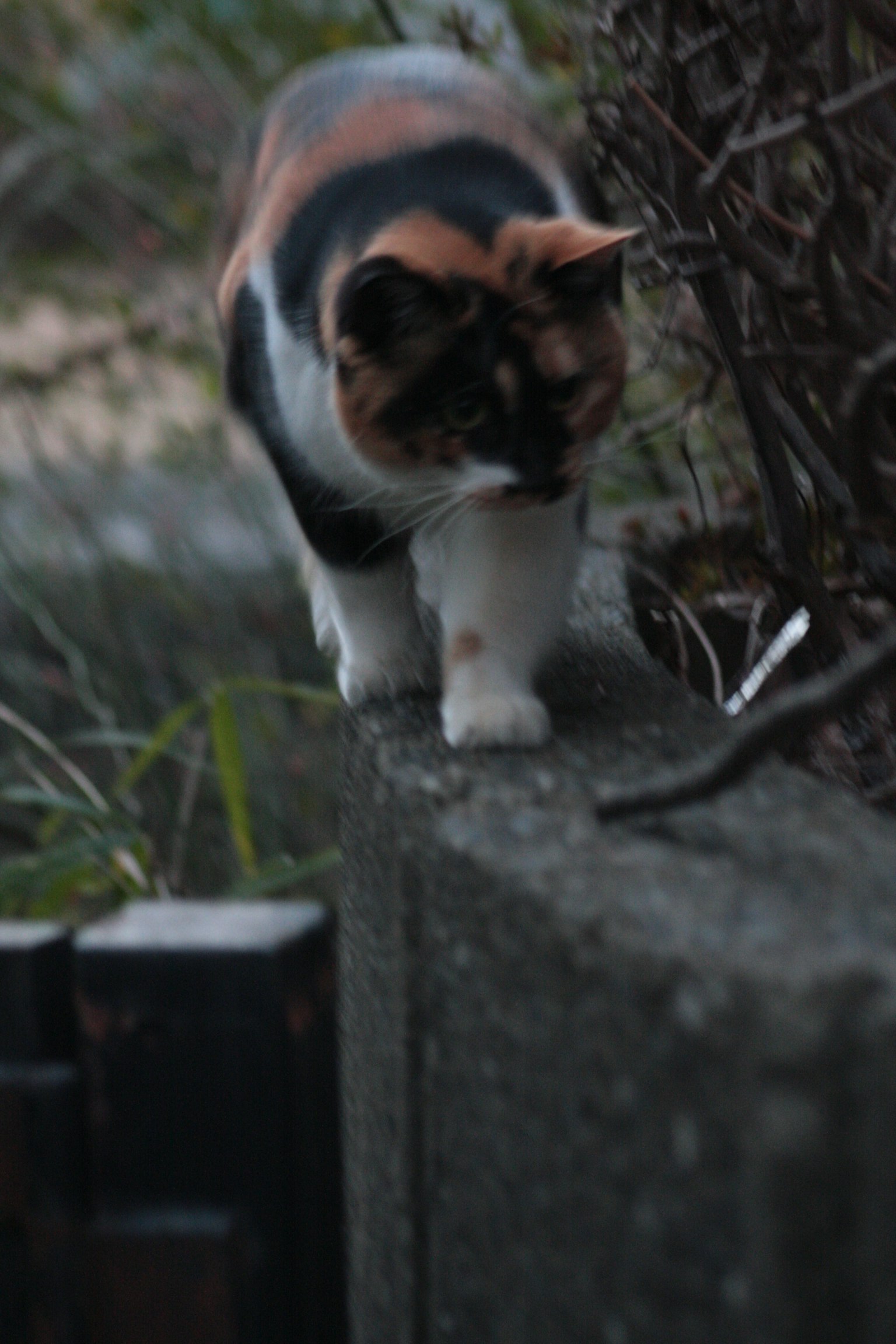 一只三色猫在混凝土墙上行走