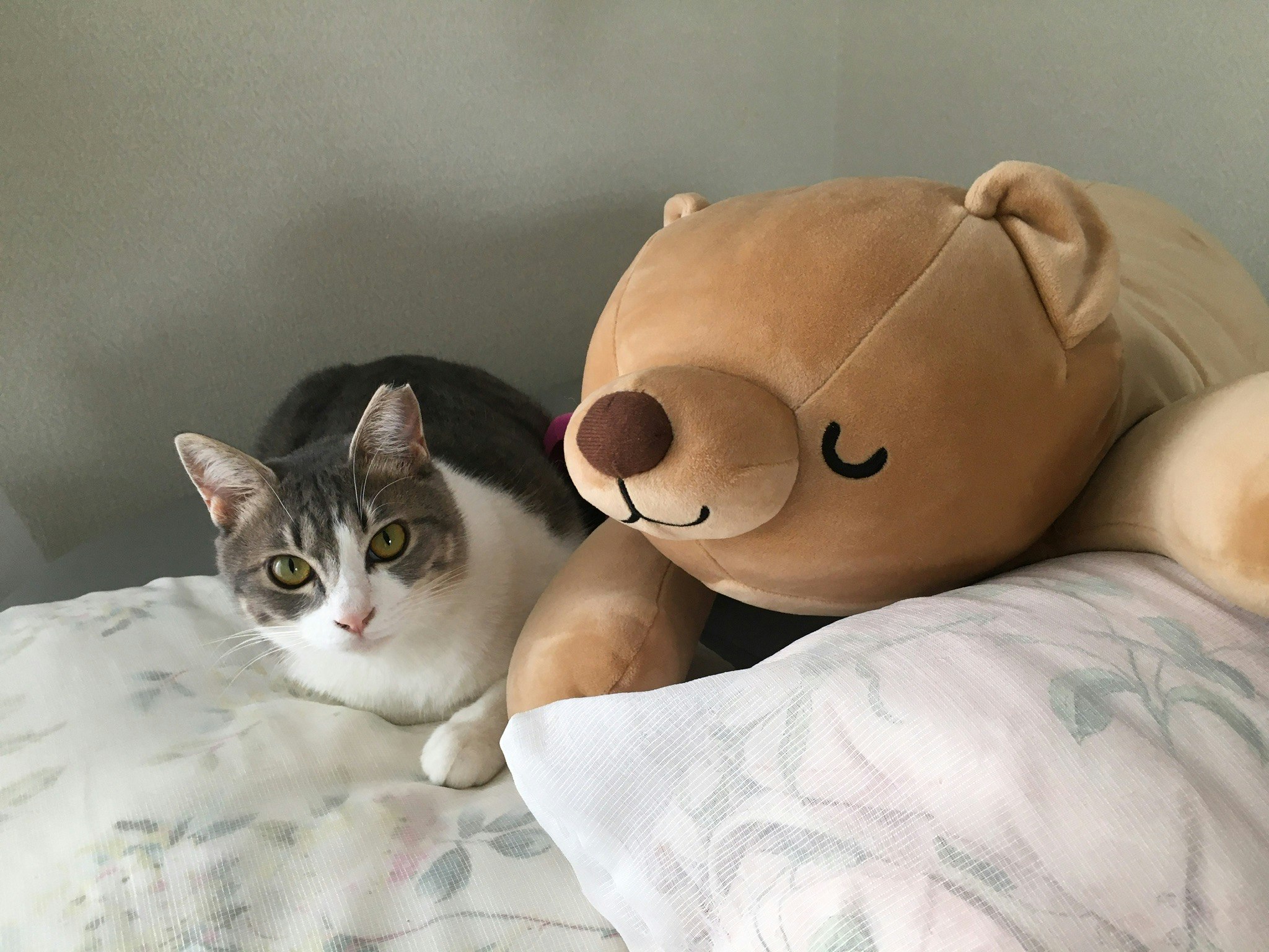 cat lying on a bed next to a plush toy