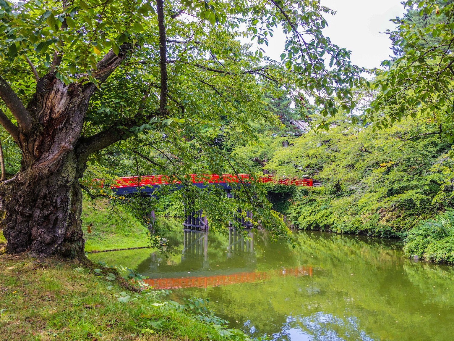 ทิวทัศน์สวนที่เงียบสงบมีสะพานแดงข้ามบึงสีเขียวที่มีต้นไม้เขียวชอุ่มล้อมรอบ