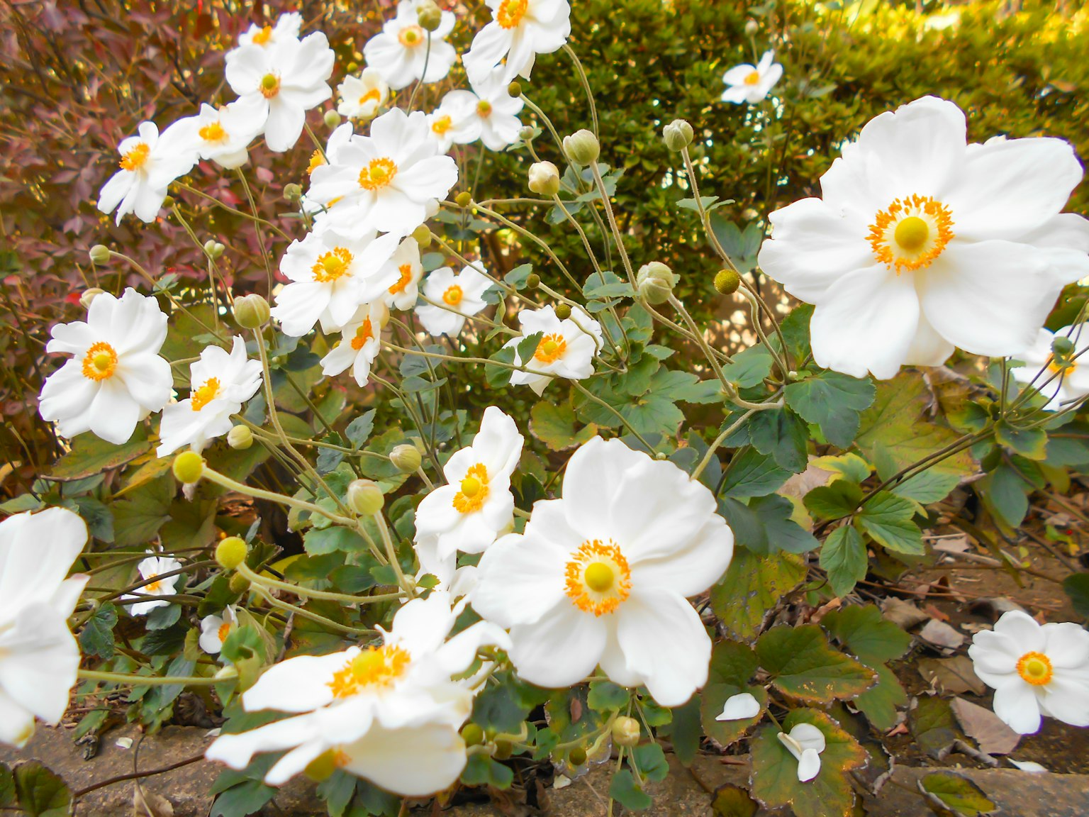 Primer plano de una planta con flores blancas y centros amarillos rodeados de follaje verde