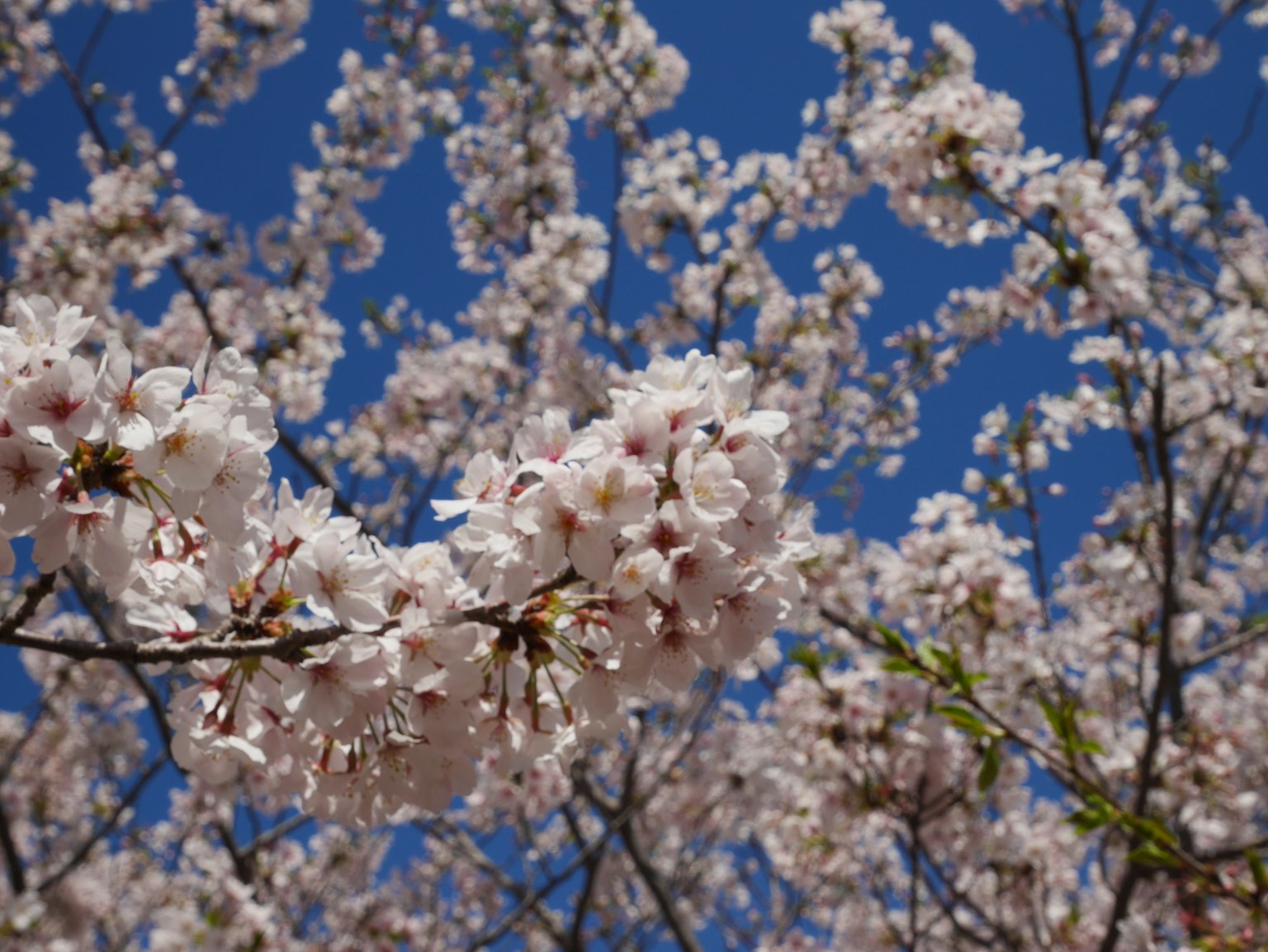Fleurs de cerisier en pleine floraison sous un ciel bleu
