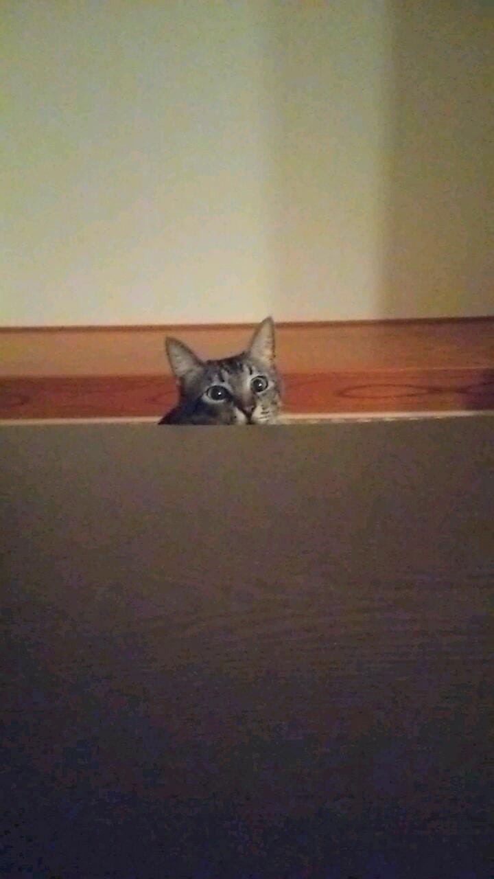 床の間のある和室で見つめる猫