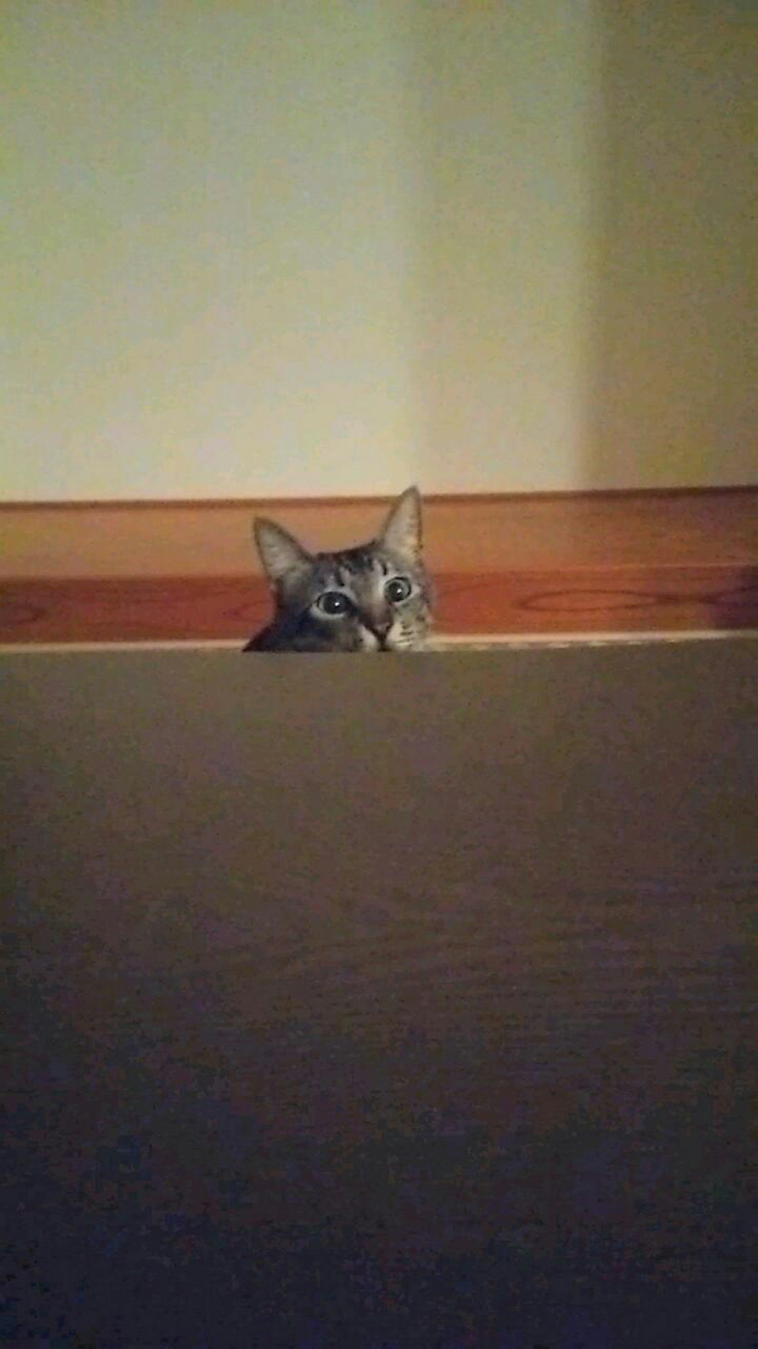 Eine Katze, die unter einem Teppich hervorschaut
