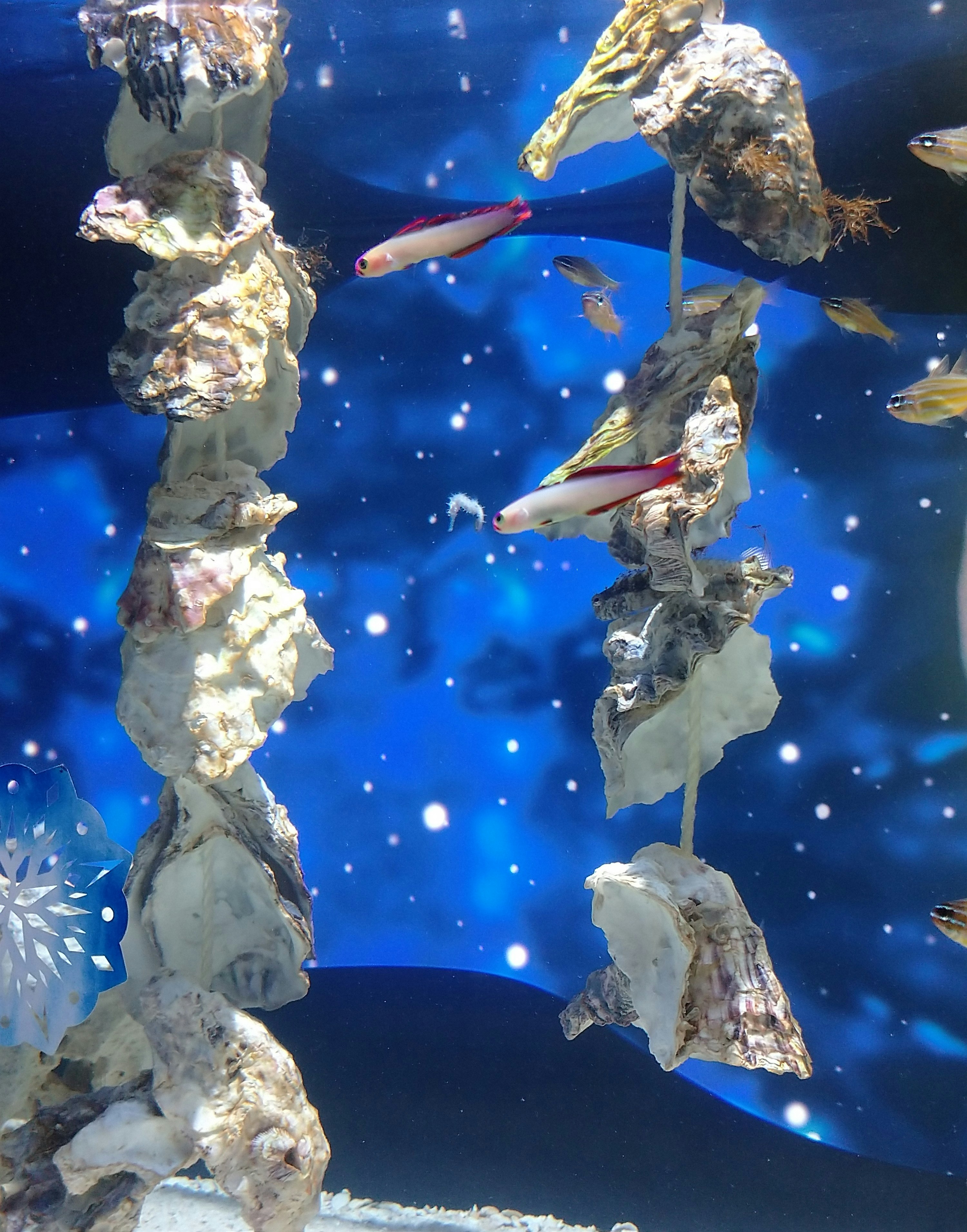 水槽の中を泳ぐ魚とタツノオトシゴの展示
