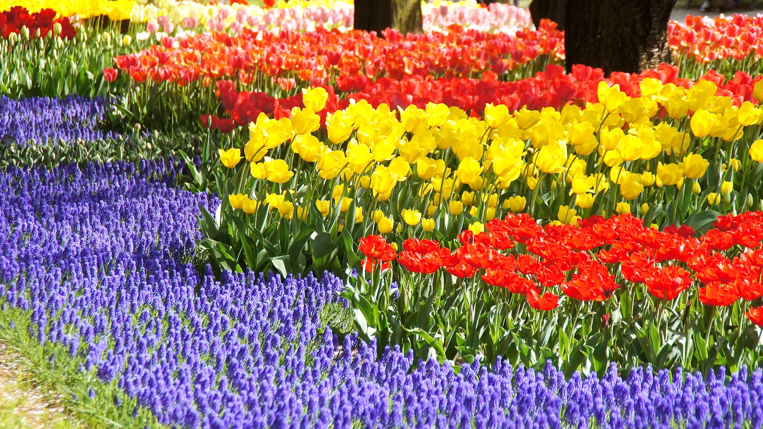 Vườn hoa sặc sỡ với tulip đỏ vàng và hoa huệ tím