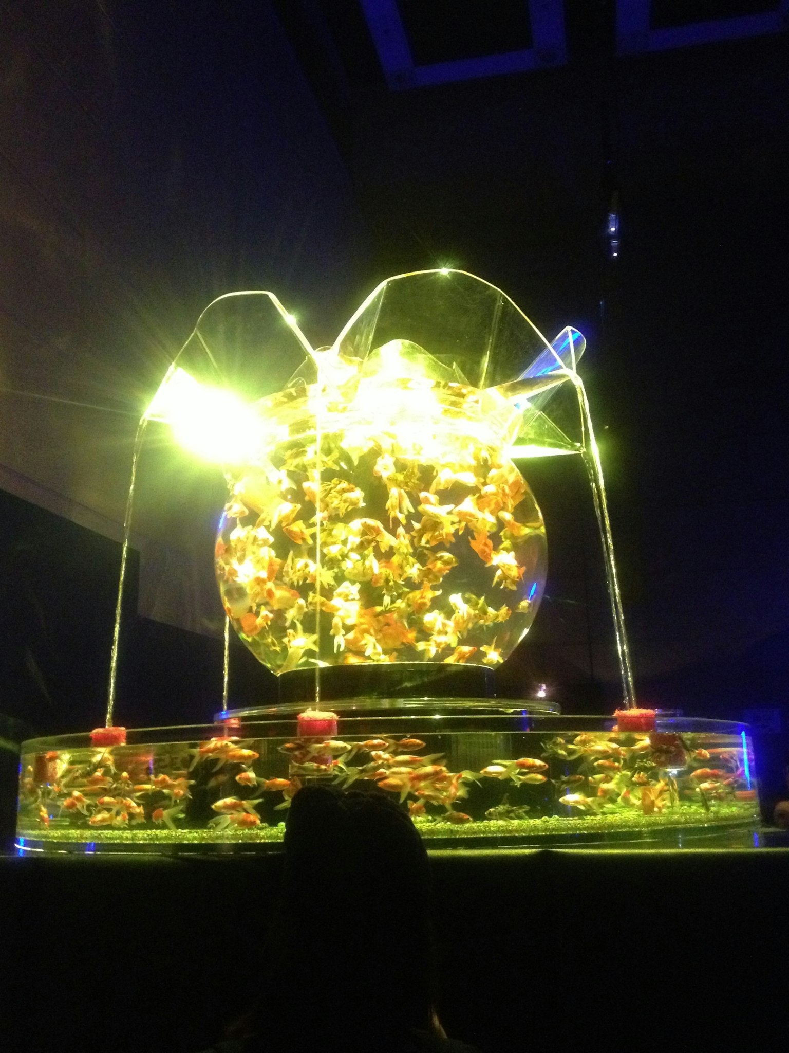 發光水族館內游動的魚和噴泉特徵