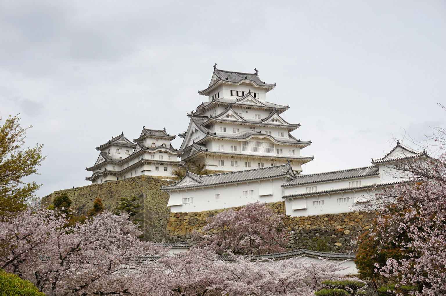Schöner Blick auf das Schloss Himeji, umgeben von Kirschblüten und weißen Wänden