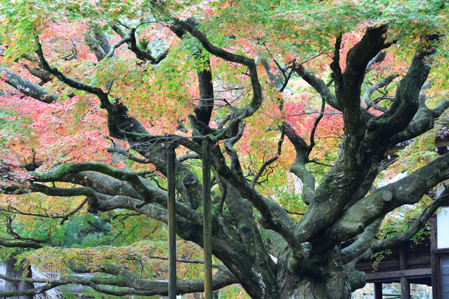 Un hermoso árbol de arce con hojas de otoño vibrantes y ramas intrincadas
