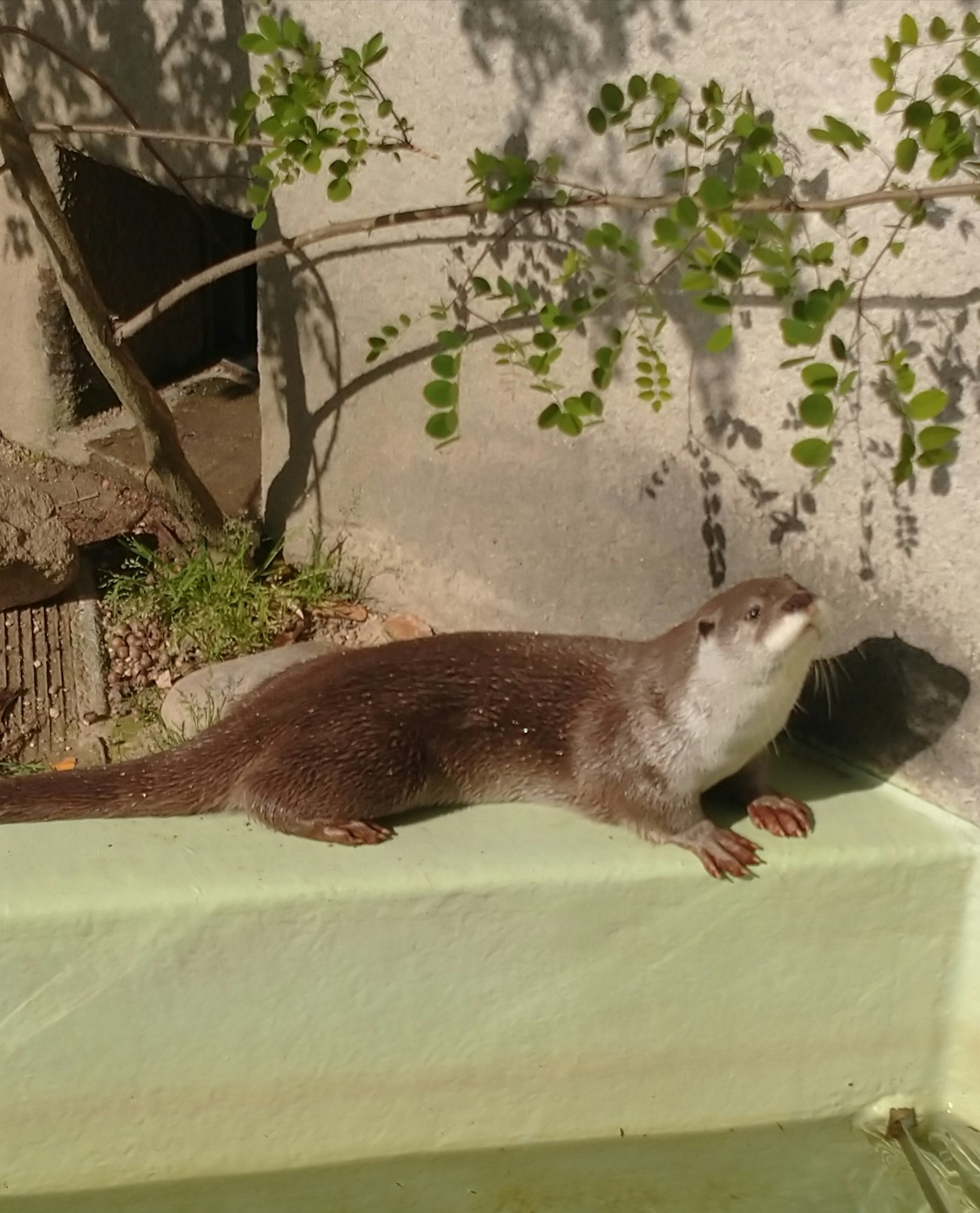 Una nutria sentada en un borde de concreto verde al sol
