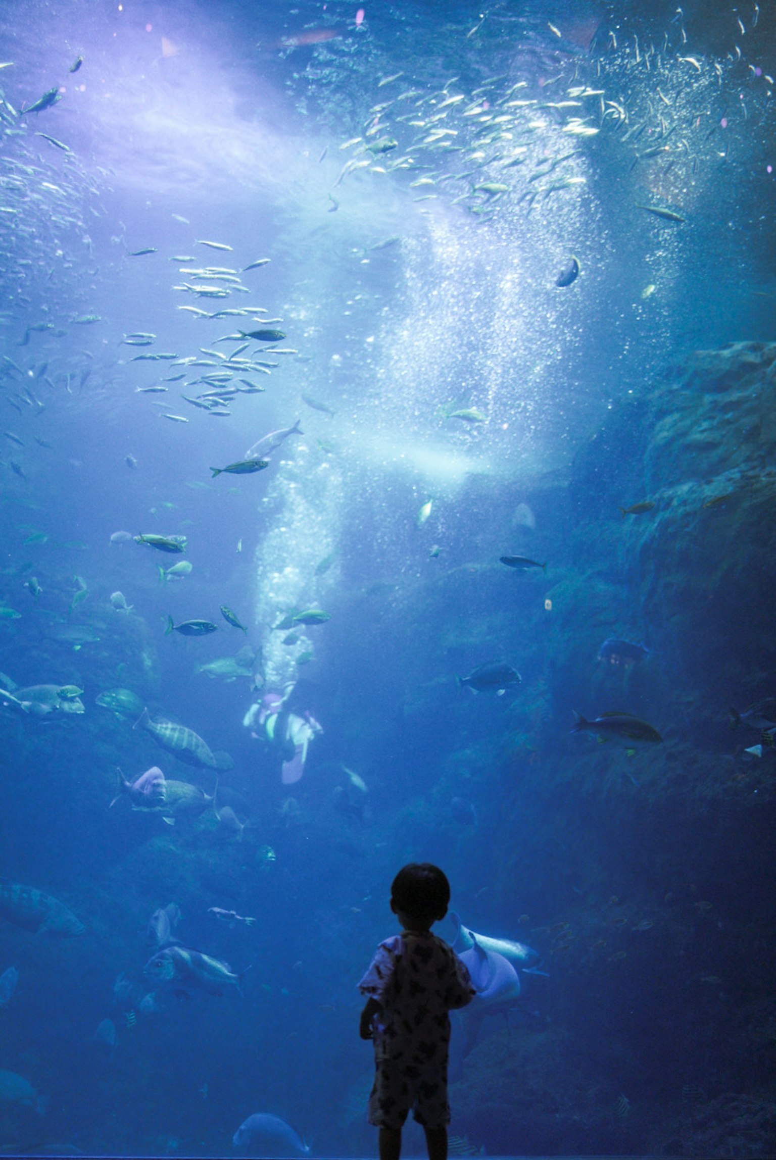 孩子凝视着蓝色水中游动的鱼
