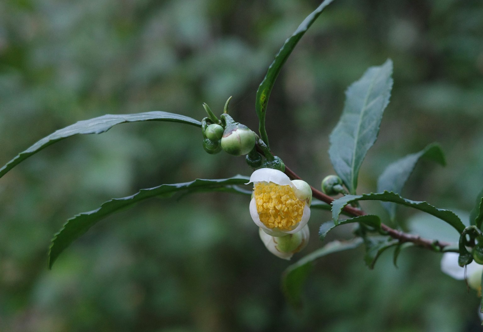 Bunga teh dan daun di latar belakang hijau