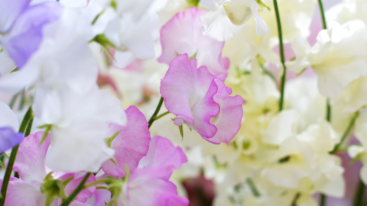 Fiori di pisello dolce colorati in fiore