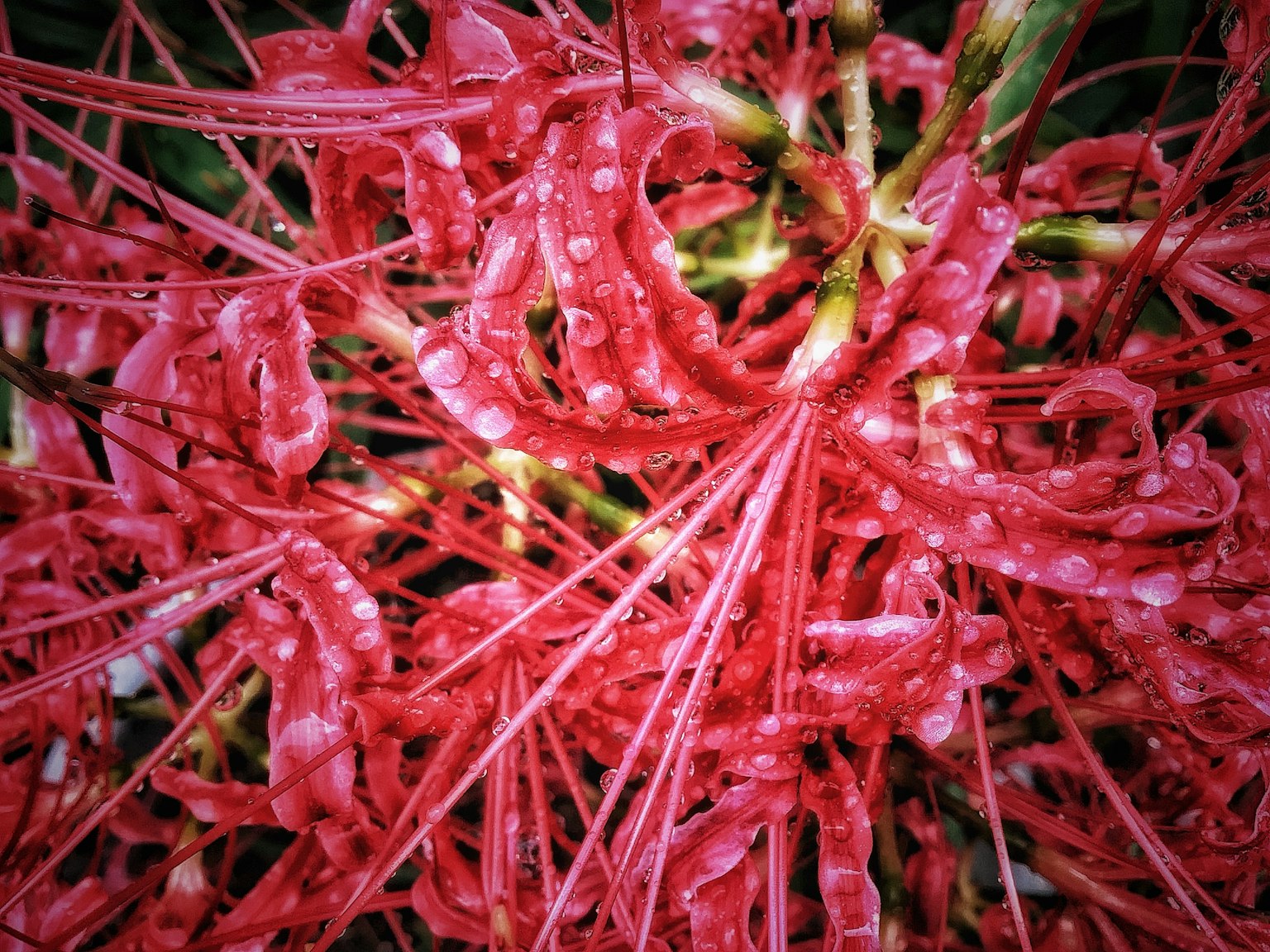 Kedekatan bunga merah cerah dengan tetesan air