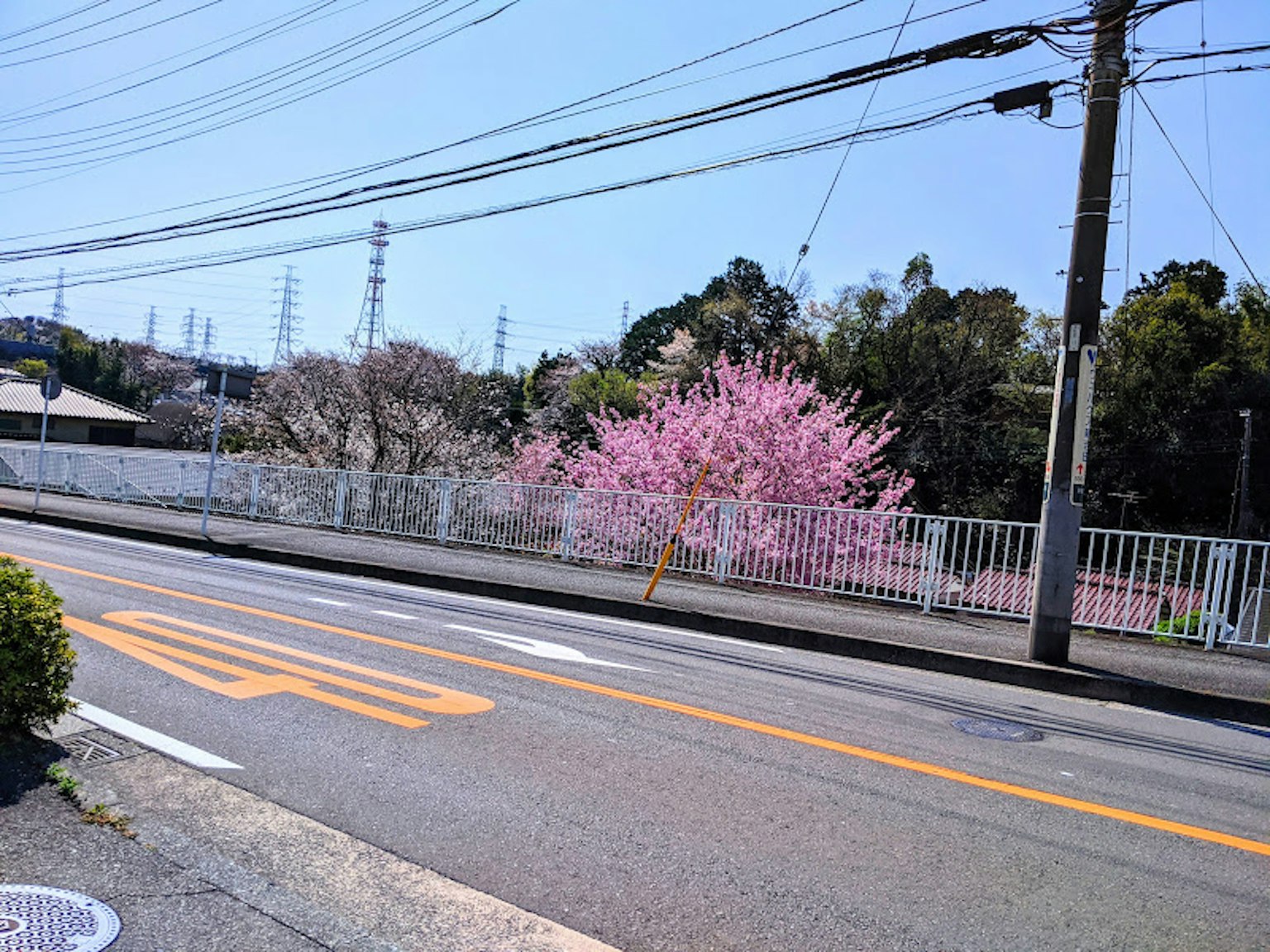 蓝天下道路旁的粉红色樱花树景观