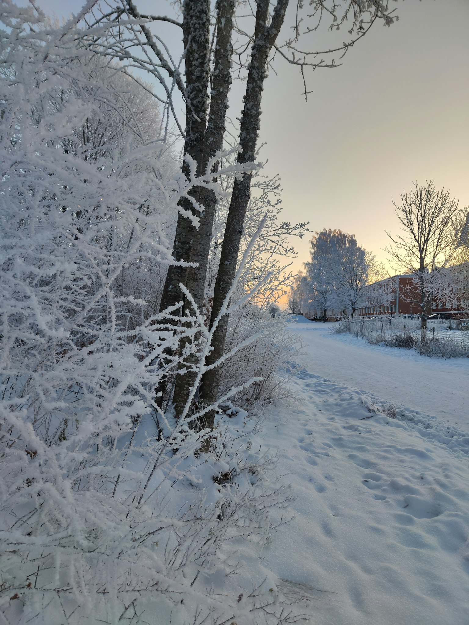 Paesaggio invernale con alberi coperti di neve e un sentiero