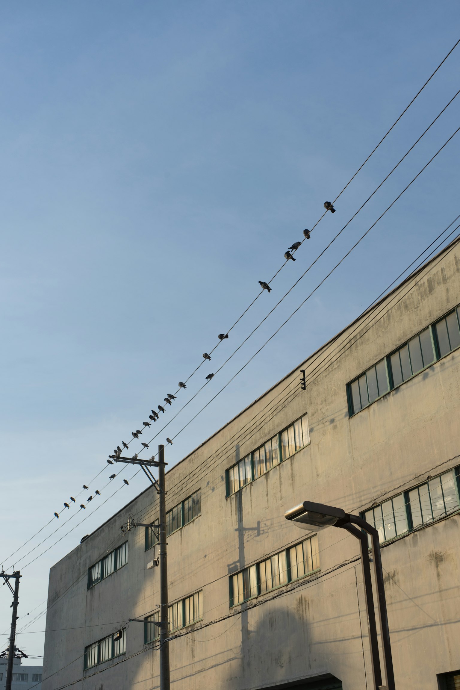 Aves posadas en cables eléctricos bajo un cielo azul con un edificio de fábrica