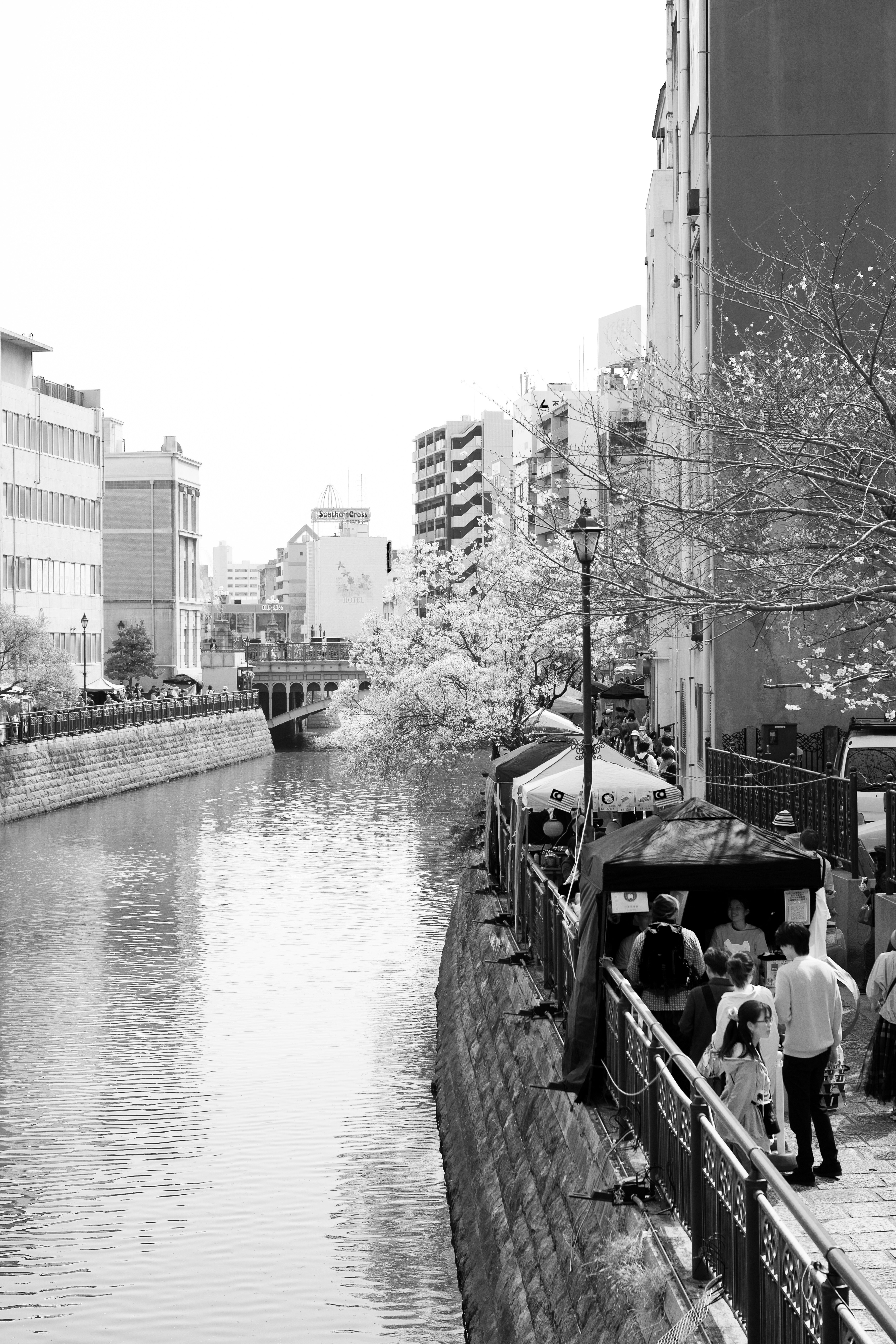 運河沿いの遊歩道と桜並木のある都市風景