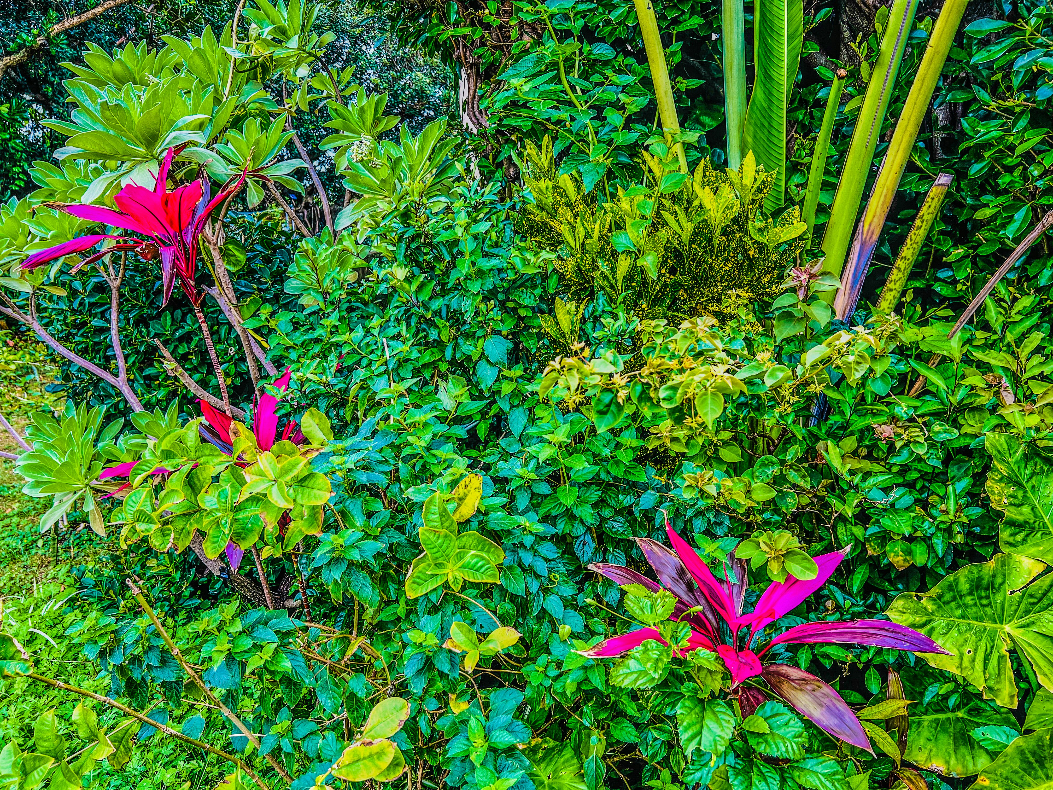 色鮮やかな観葉植物が密に茂る庭の植栽