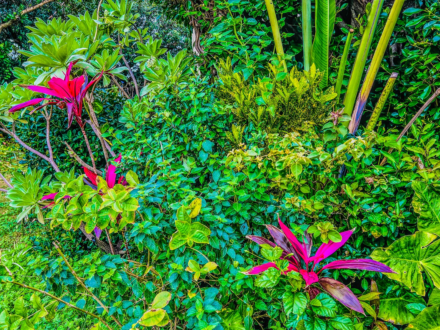 Piante con foglie rosse vivaci tra un fogliame verde lussureggiante