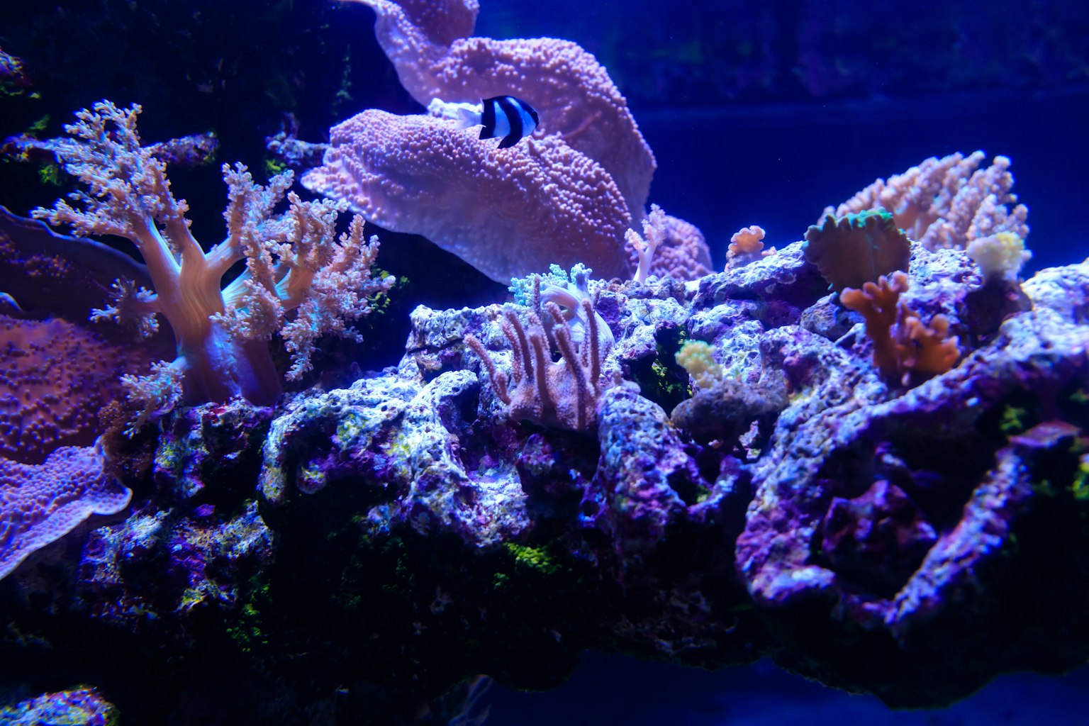 藍色水族箱中的色彩繽紛的珊瑚和魚
