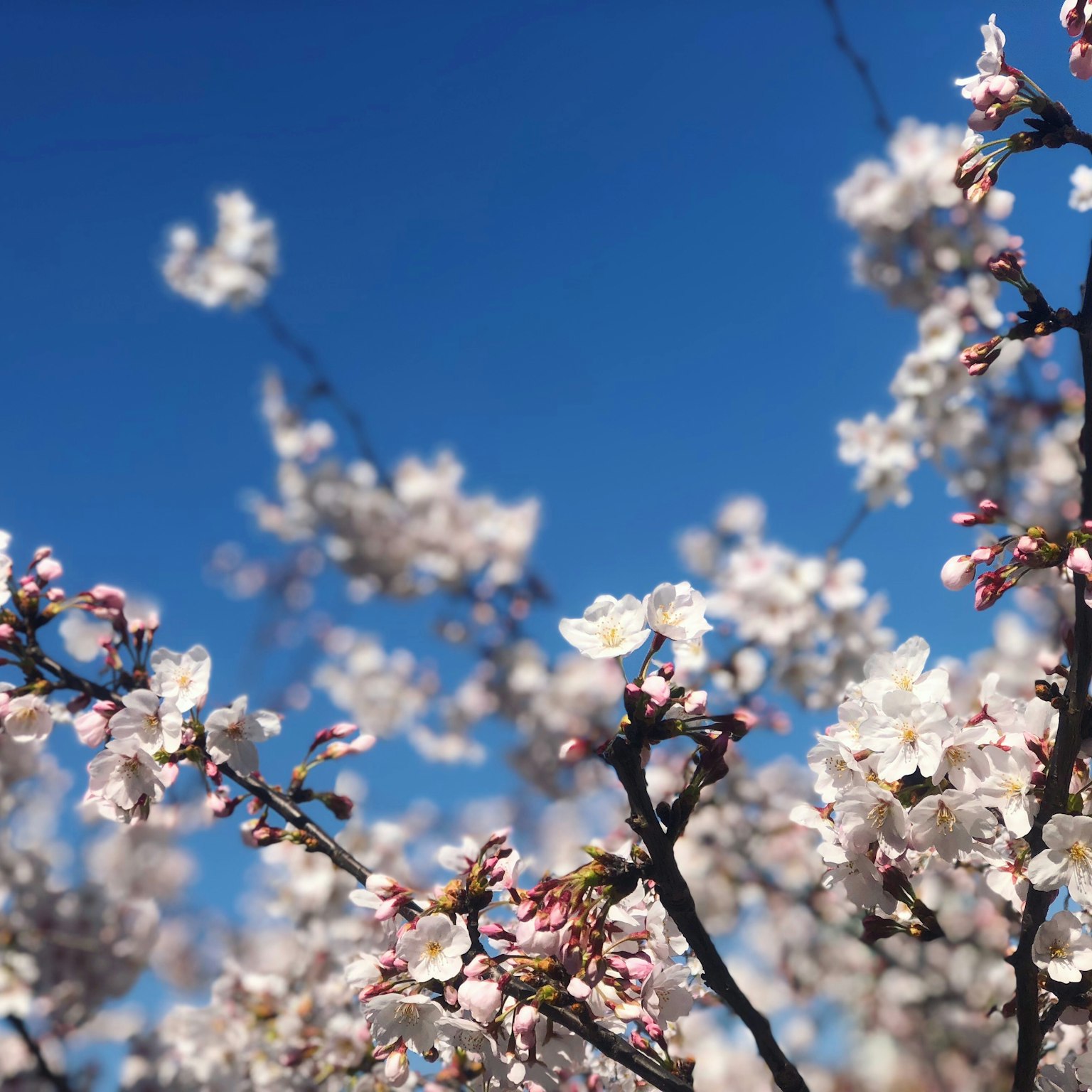 Nahaufnahme von Kirschblüten unter einem blauen Himmel