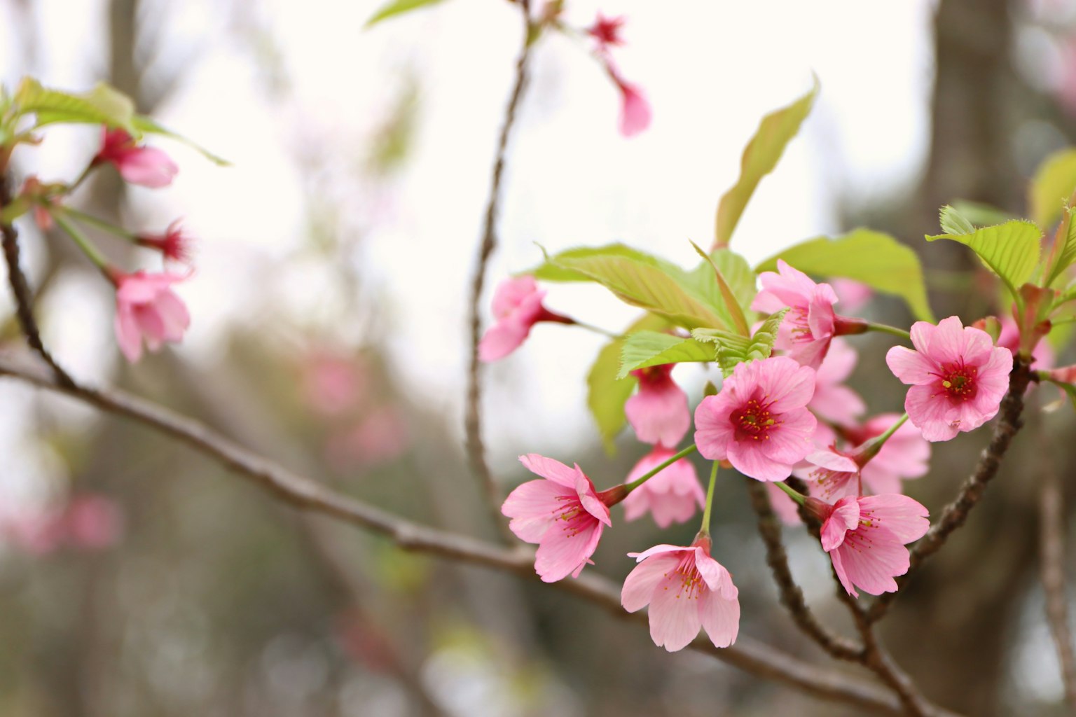 Primer plano de flores de cerezo en una rama